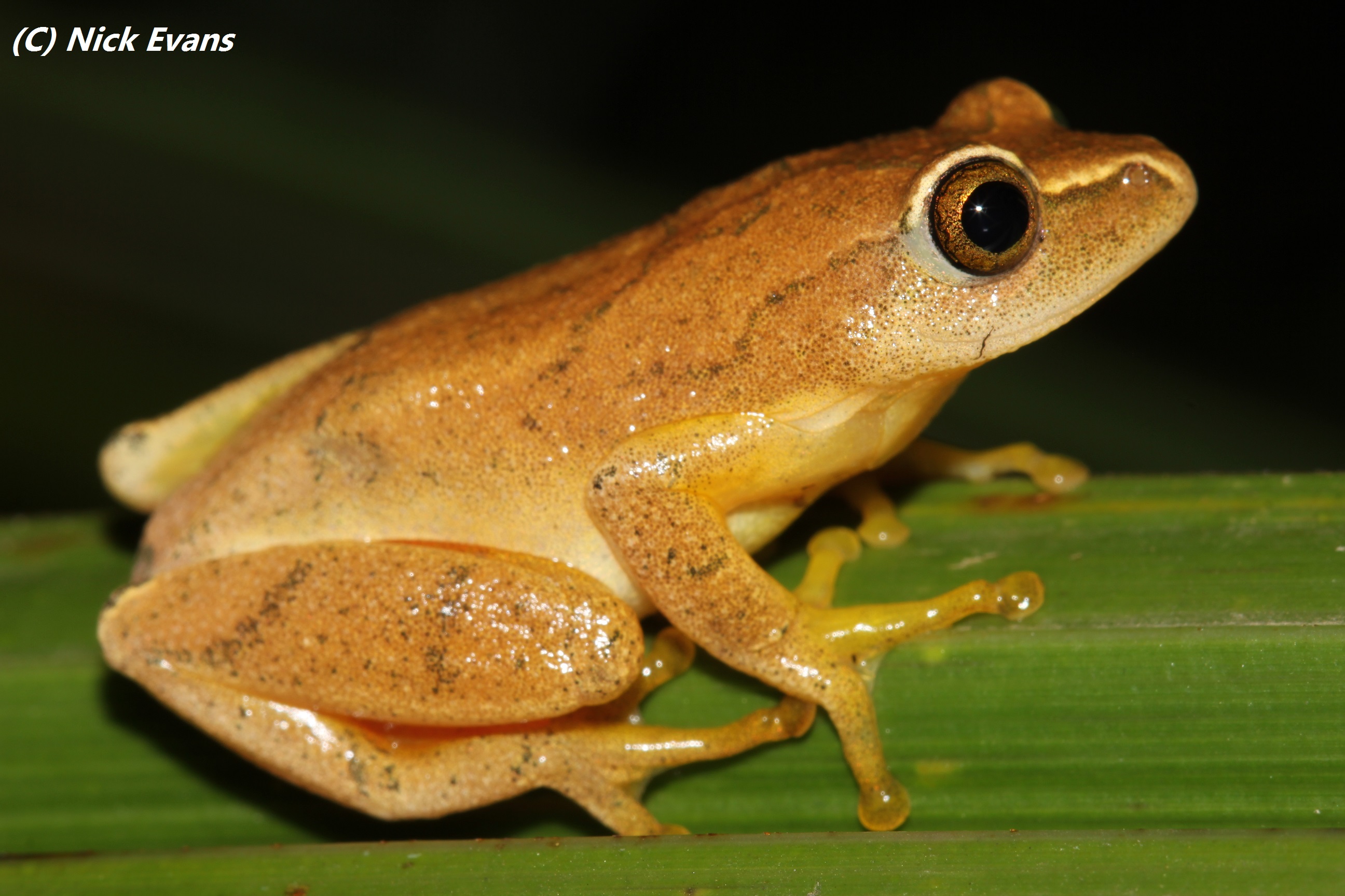 Frogs of Durban- a photographic guide – KwaZulu-Natal Amphibian ...
