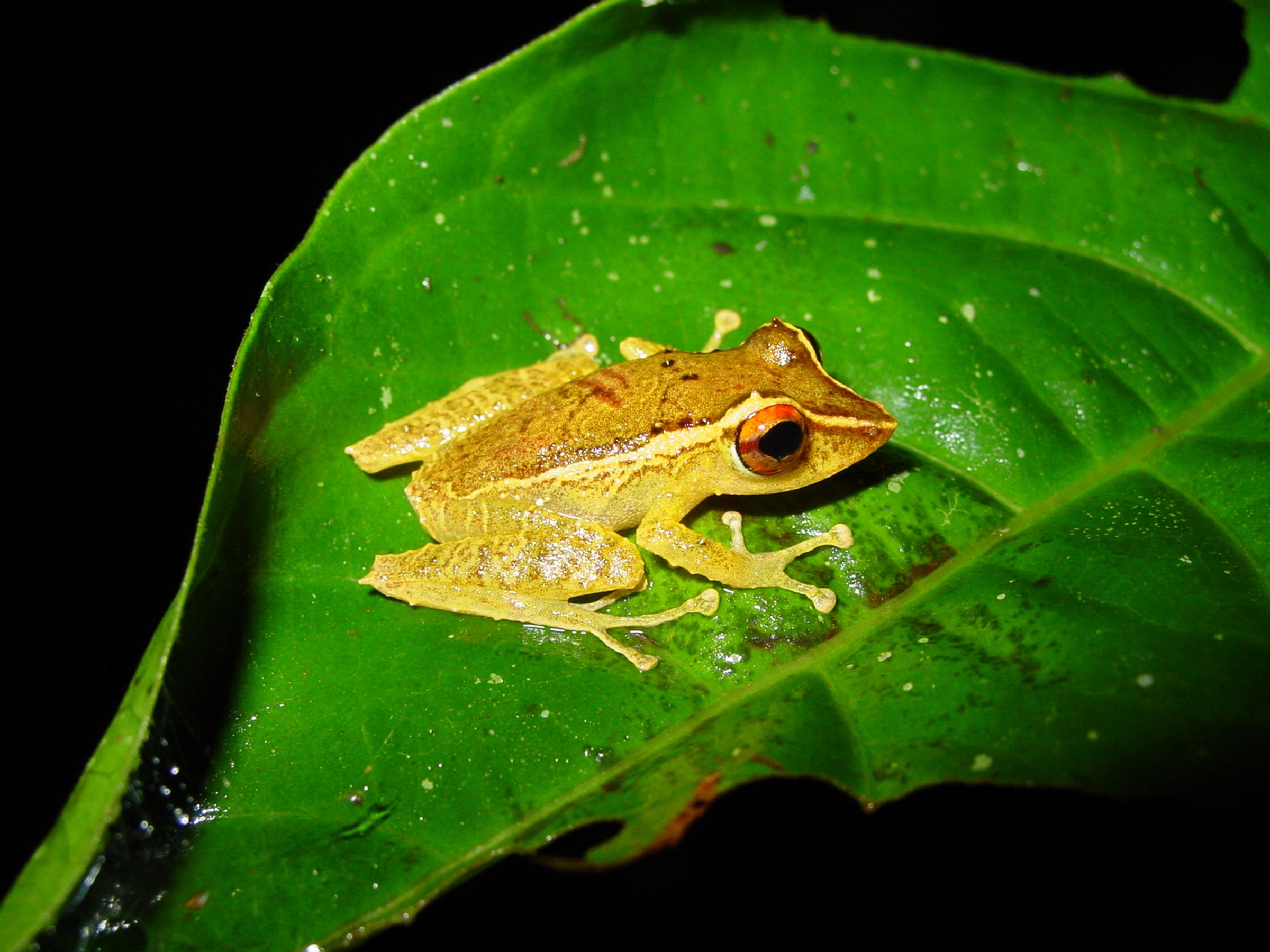 Some Frogs May Be Developing a Chytrid Fungus Resistance | WIRED