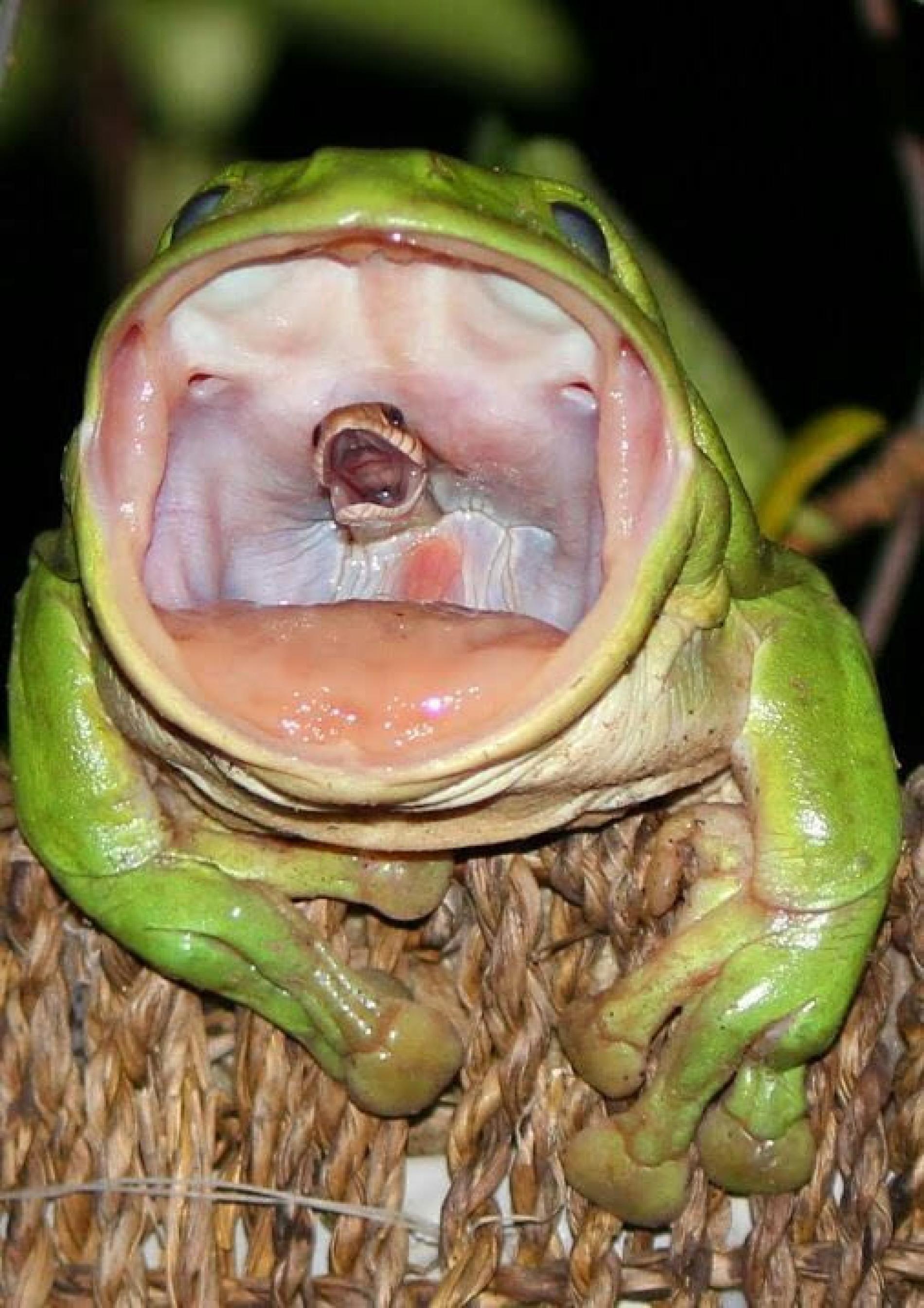 Incredible Photo Catches the Moment a Frog Swallows a Snake