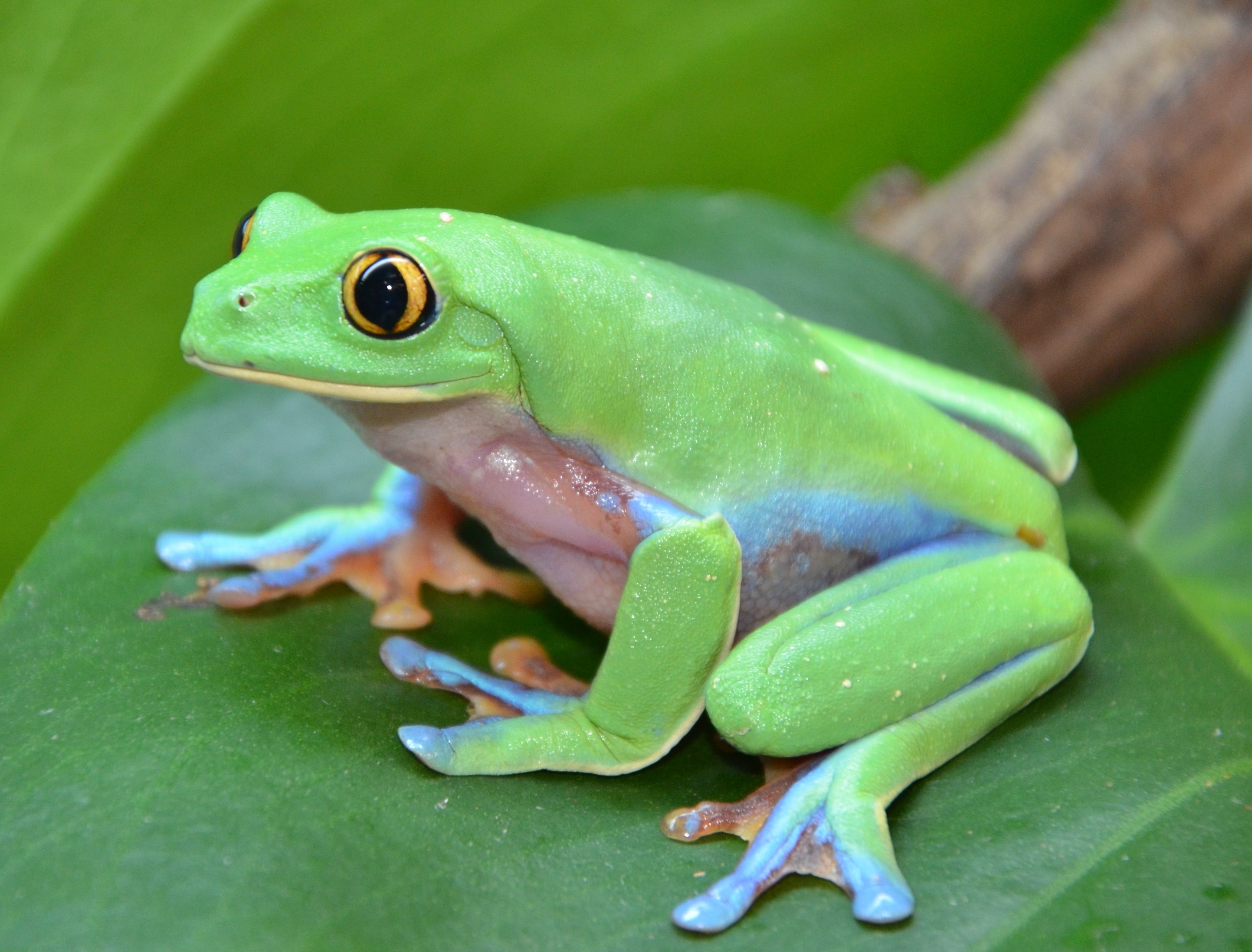 Yellow-eyed Leaf Frog | FROG BLOG MANCHESTER