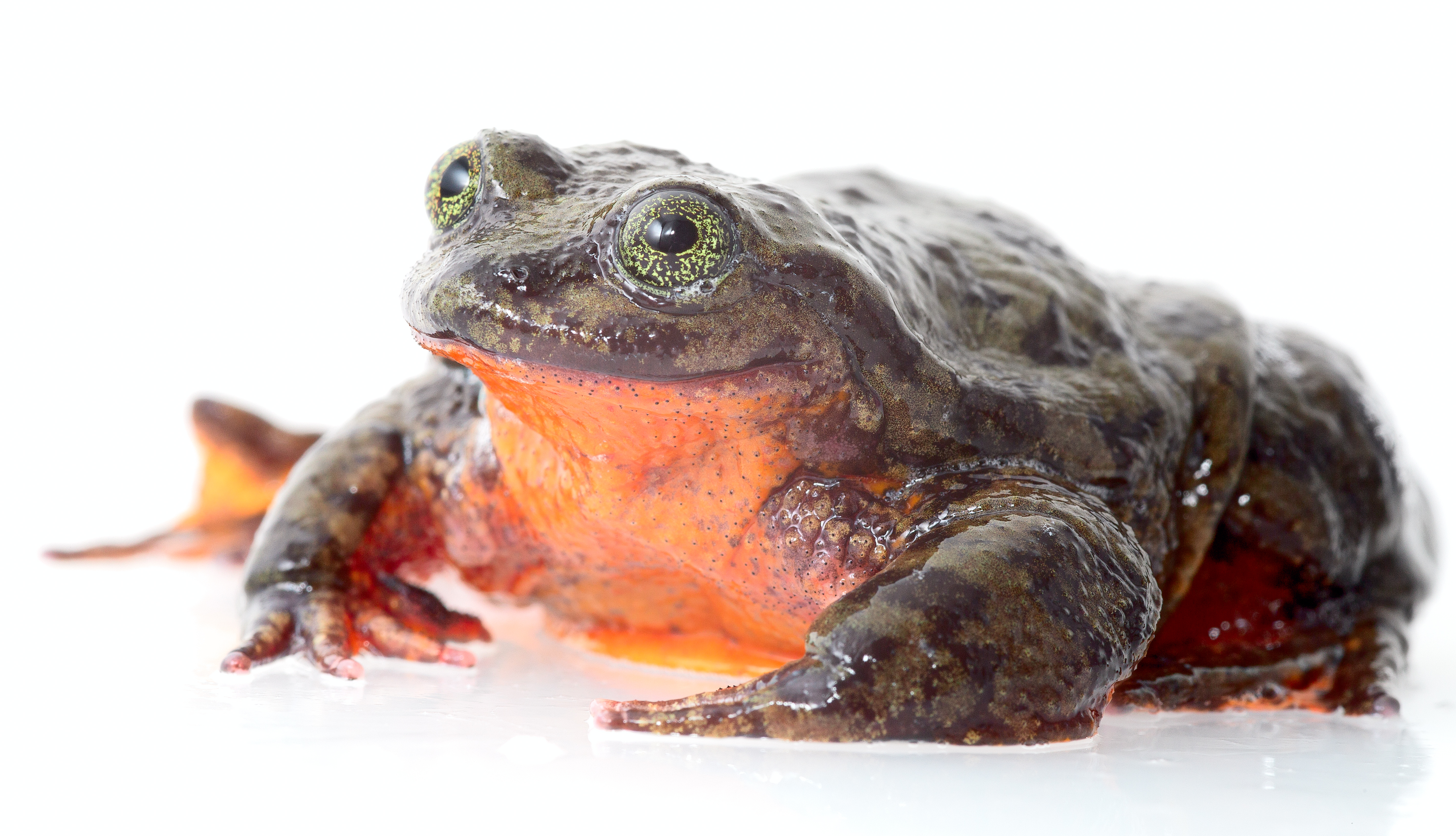 Finding a Mate for the World's Loneliest Frog - Global Wildlife ...