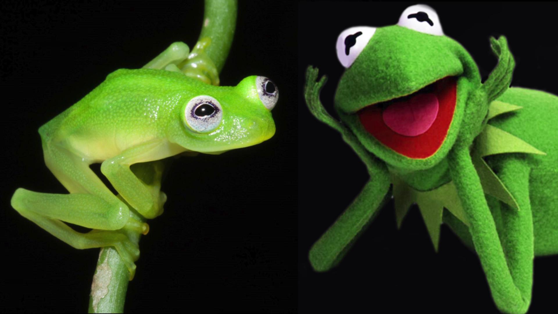 Kermit? New species of glass frog found