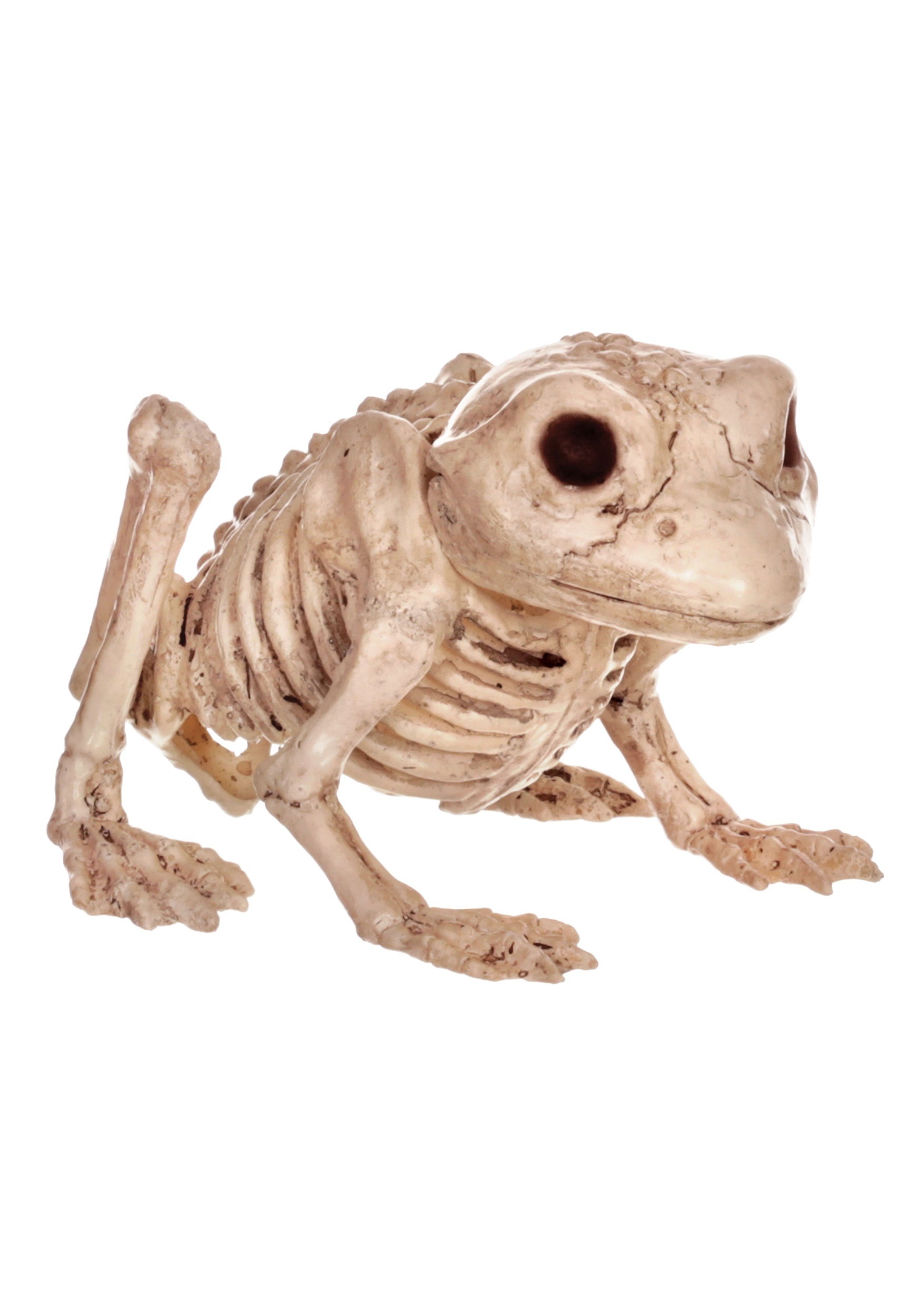 Skeleton Frog