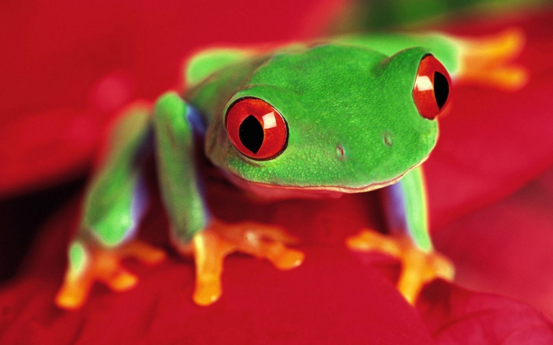 Frog closeup photo