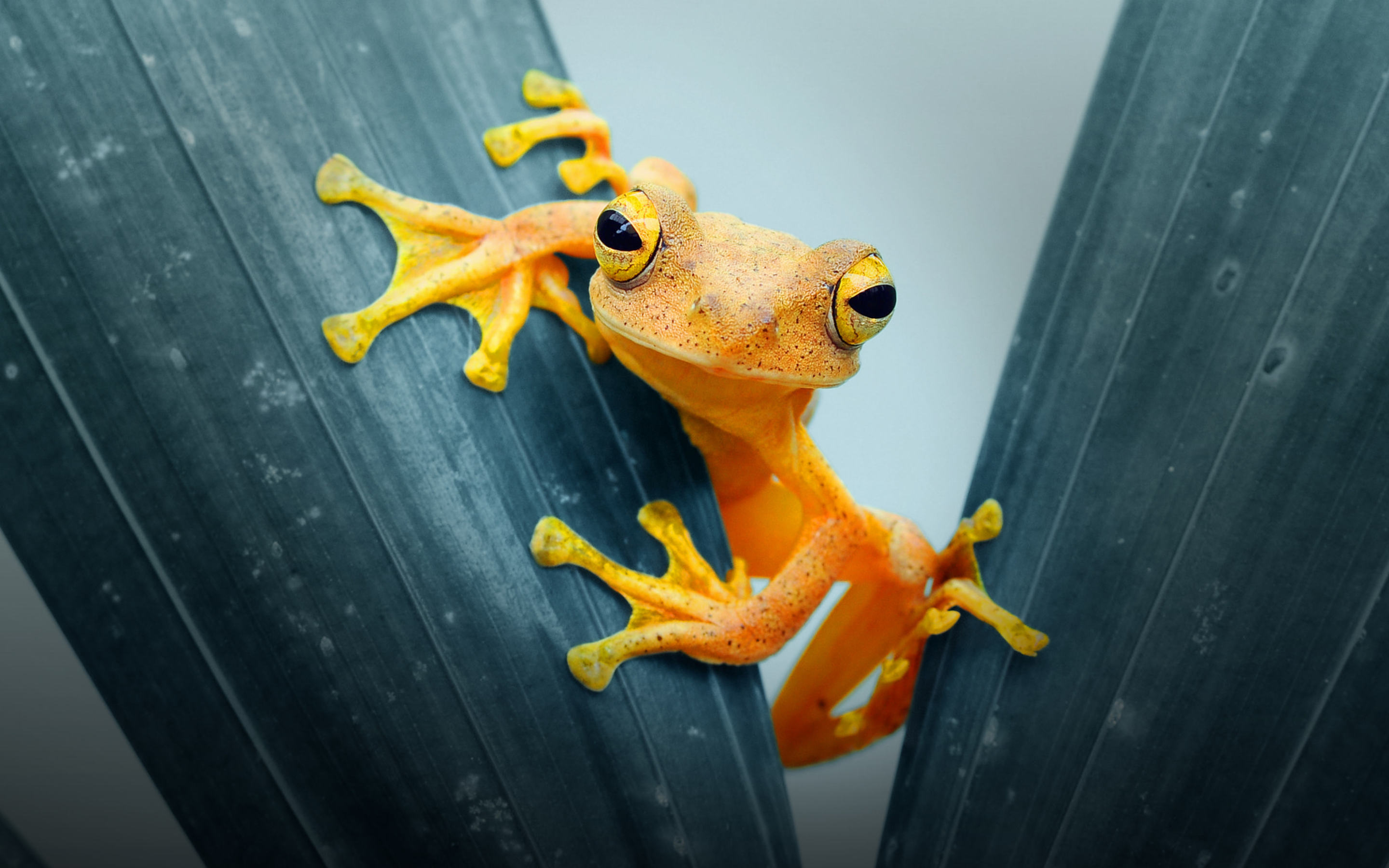 Frog closeup photo