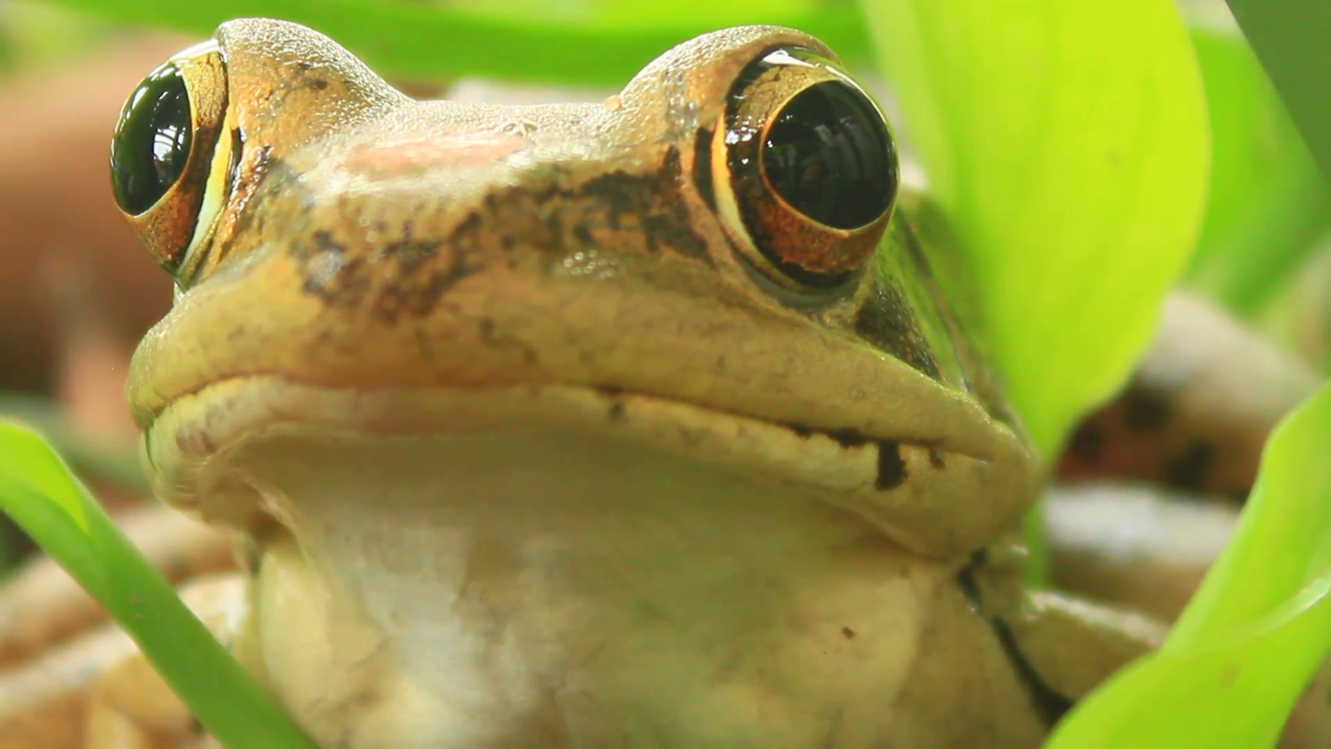 frog closeup , the frog closeup Stock Video Footage - VideoBlocks
