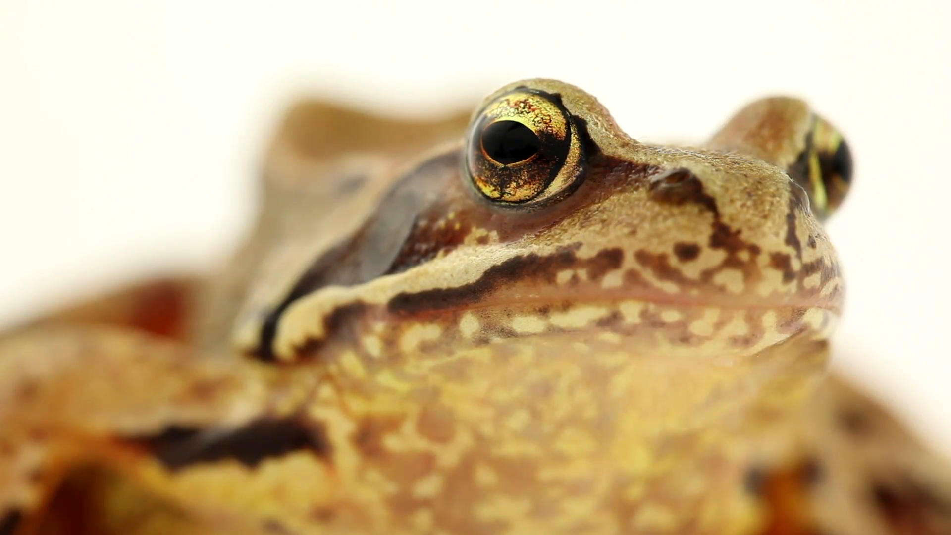 brown frog eye close up on white background Stock Video Footage ...
