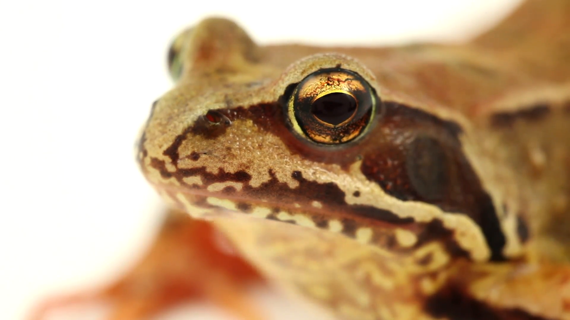 brown frog eye close up side Stock Video Footage - Videoblocks