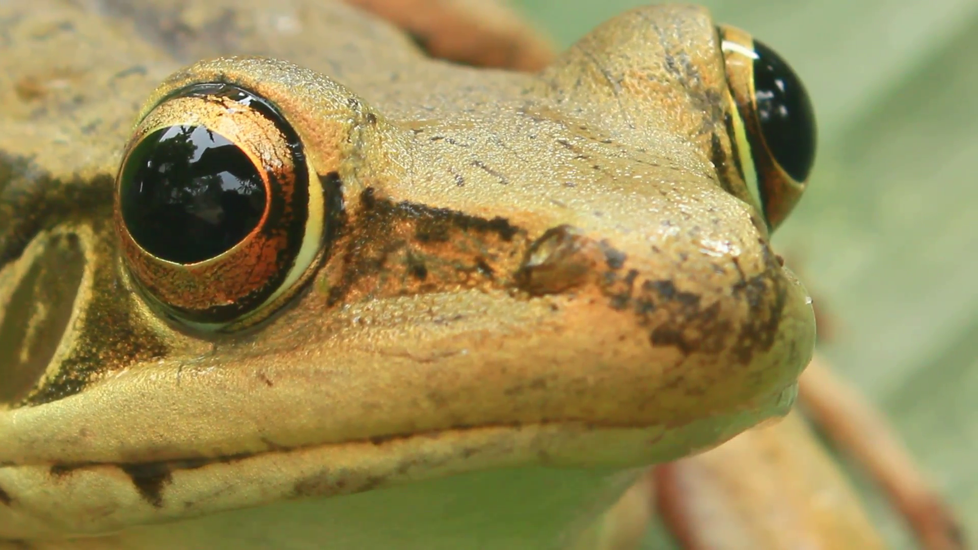 frog closeup , the frog closeup Stock Video Footage - VideoBlocks