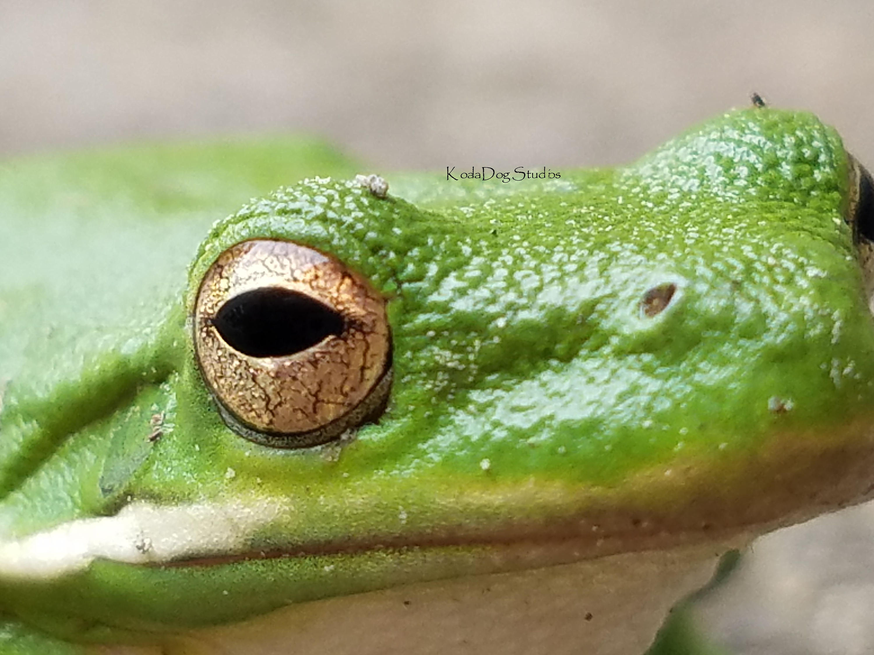 Tree Frog Closeup