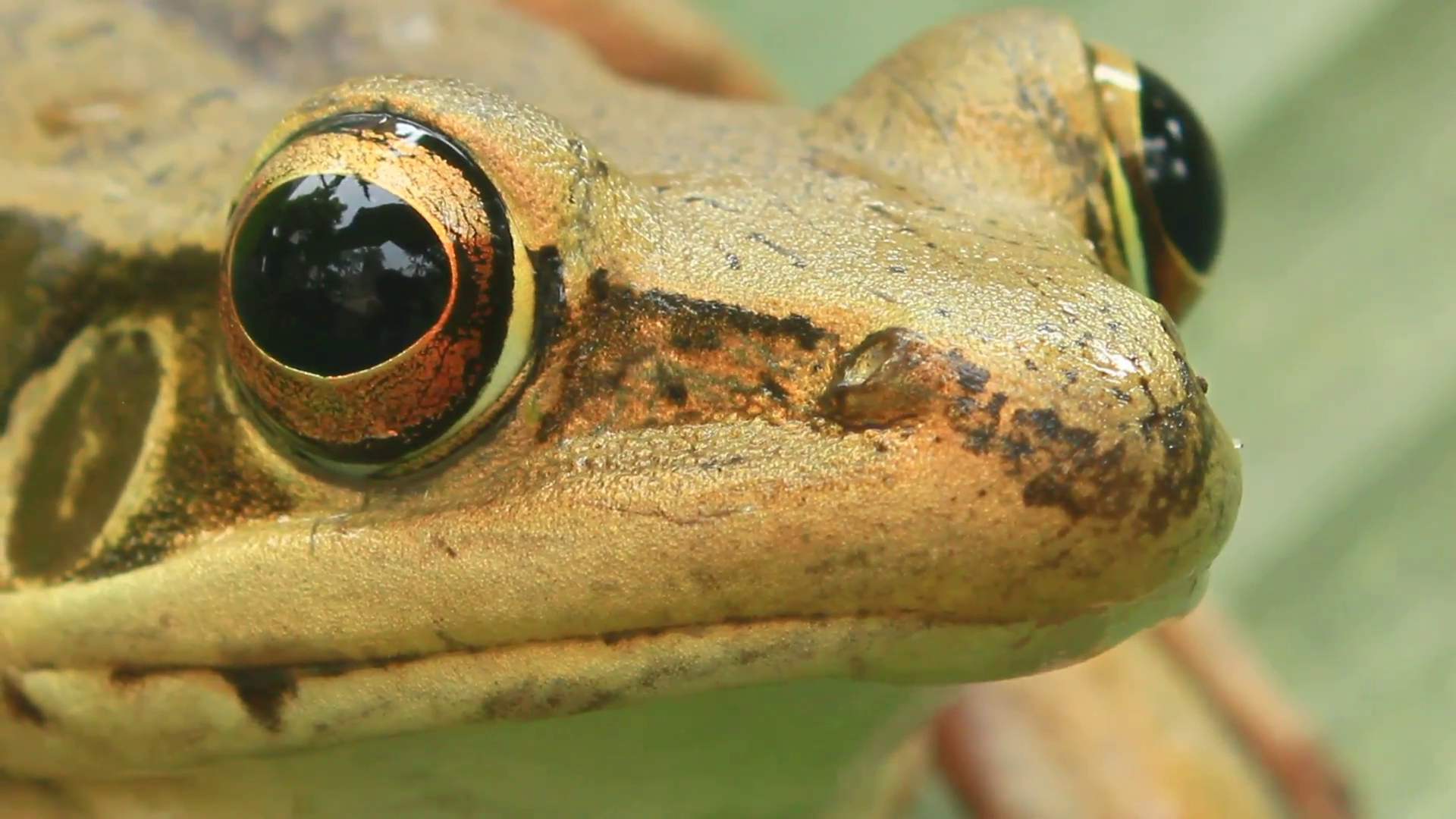 frog closeup , the frog closeup Stock Video Footage - Videoblocks