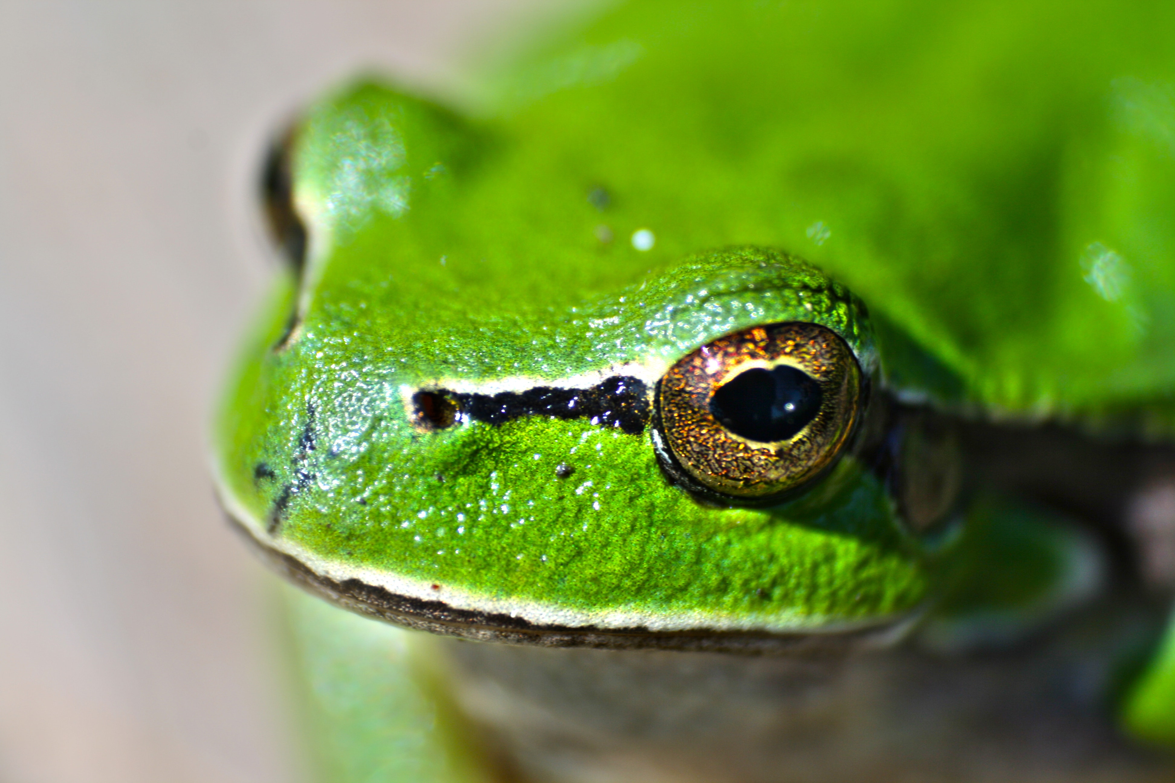 Green frog eyes · Free Stock Photo