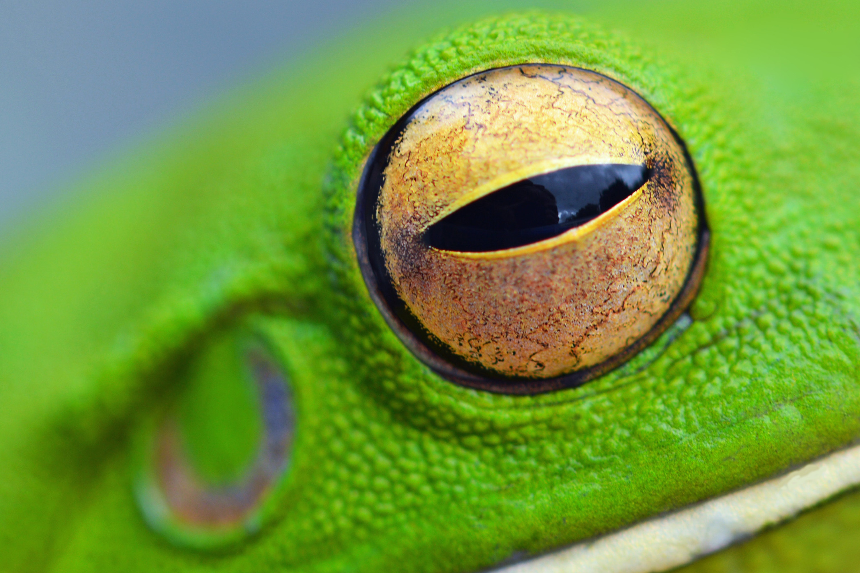 Eye of Frog Free Photo - ISO Republic