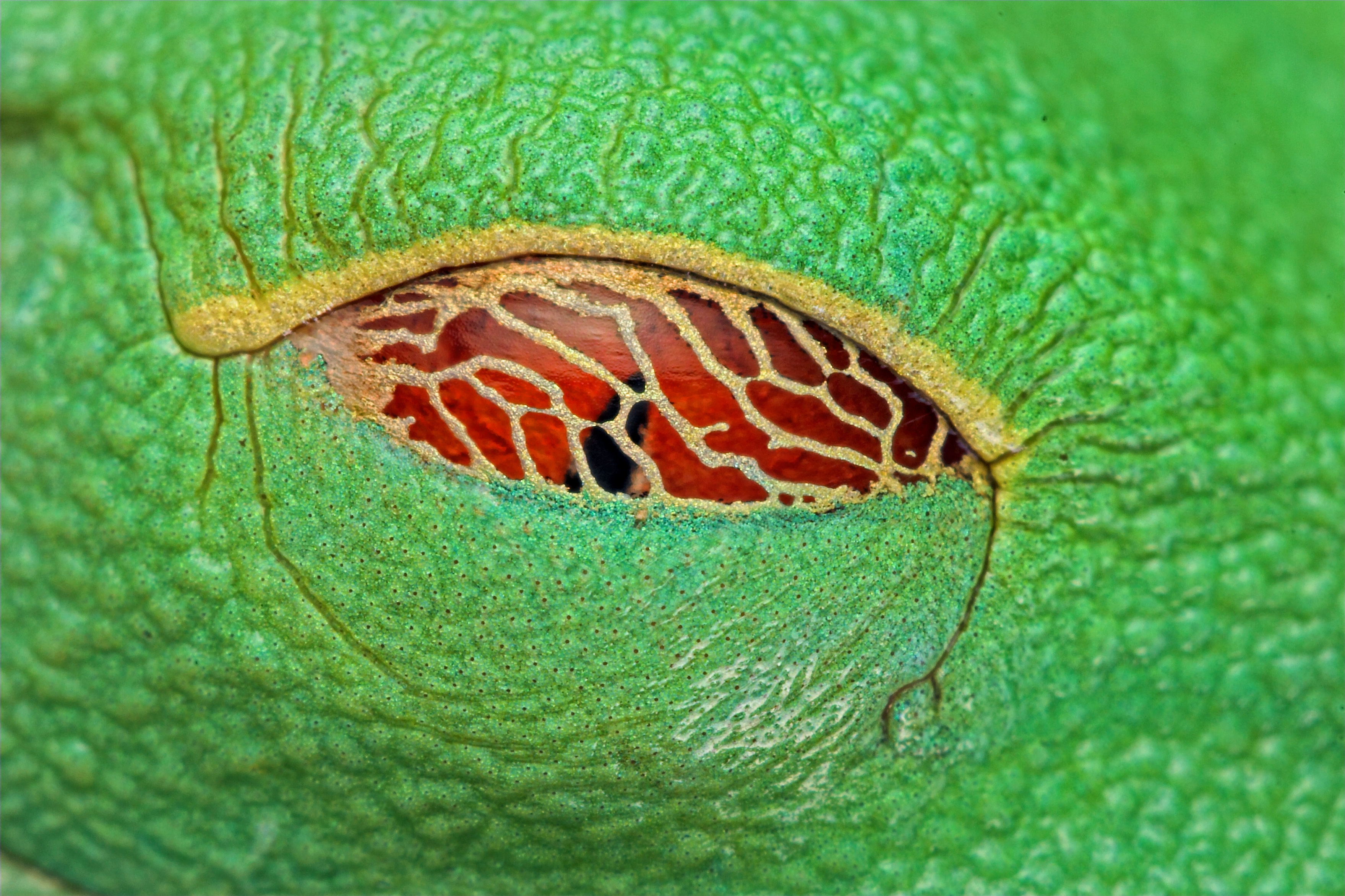 The Eye of a Red-eyed Tree Frog at Rest | HHMI BioInteractive