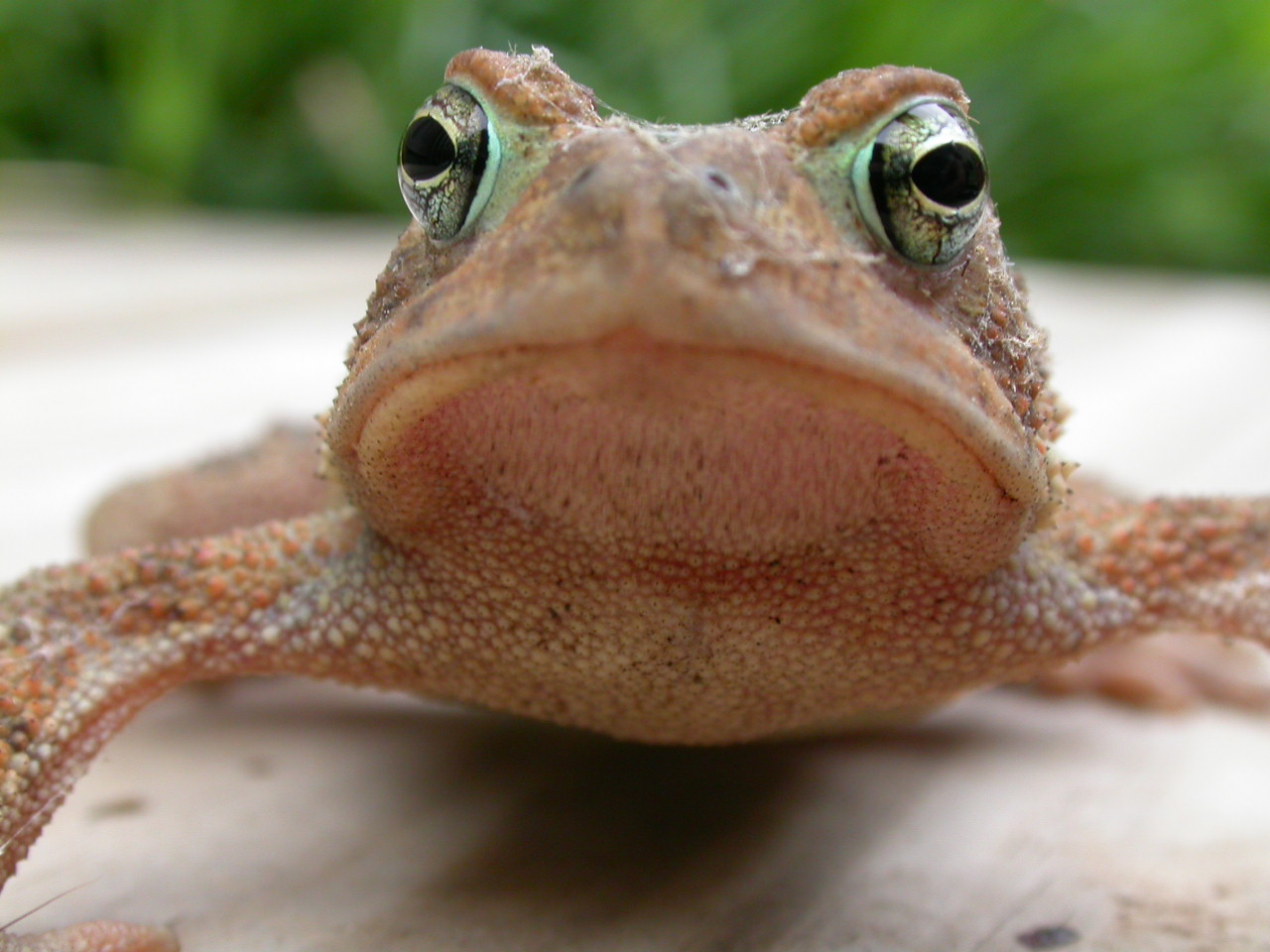 Frog face photo