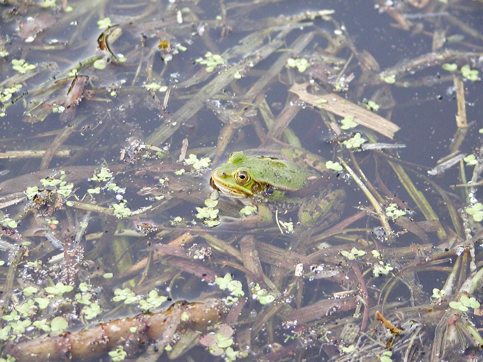 Frog in a pond photo