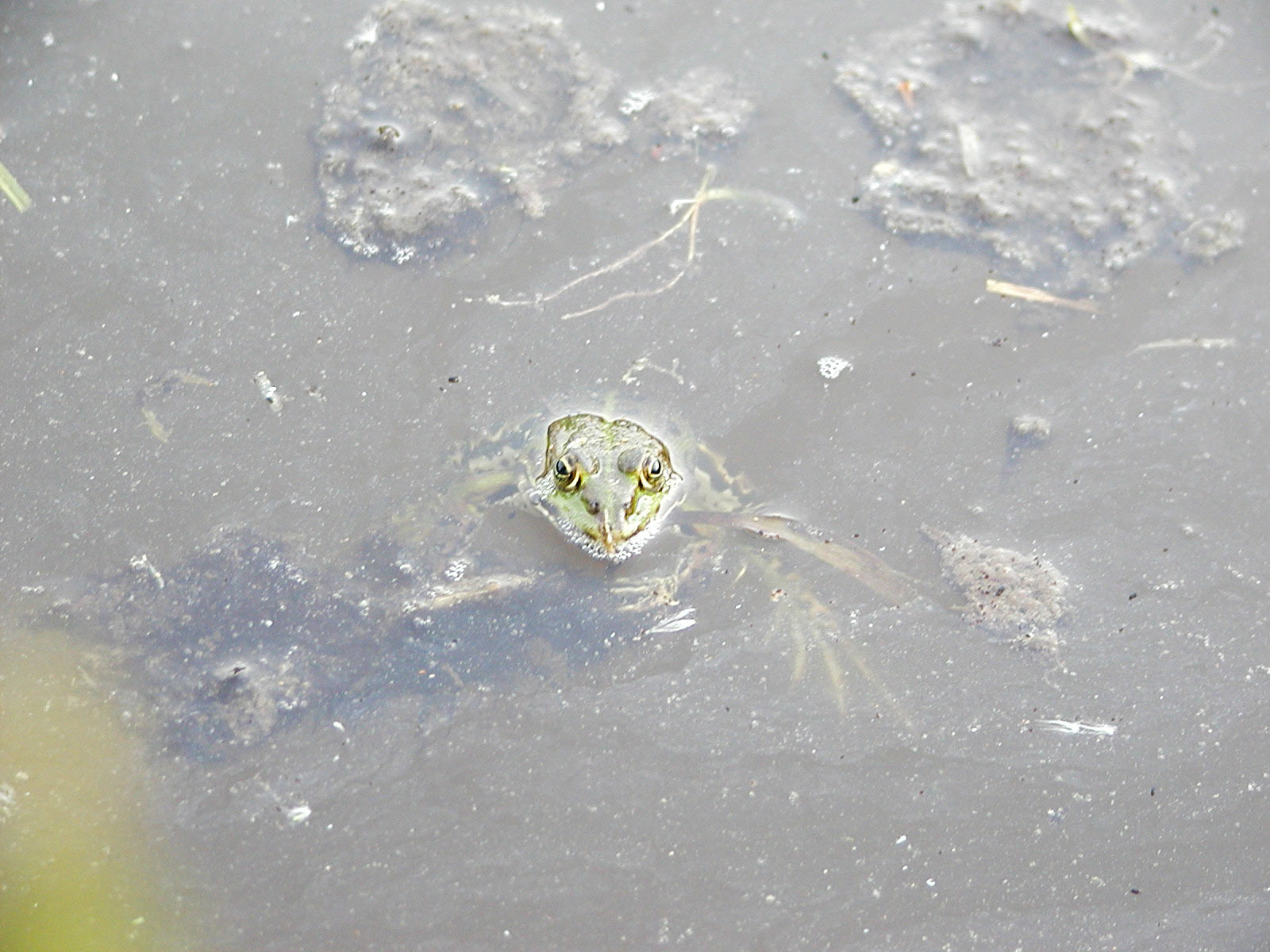 Frog in a pond photo