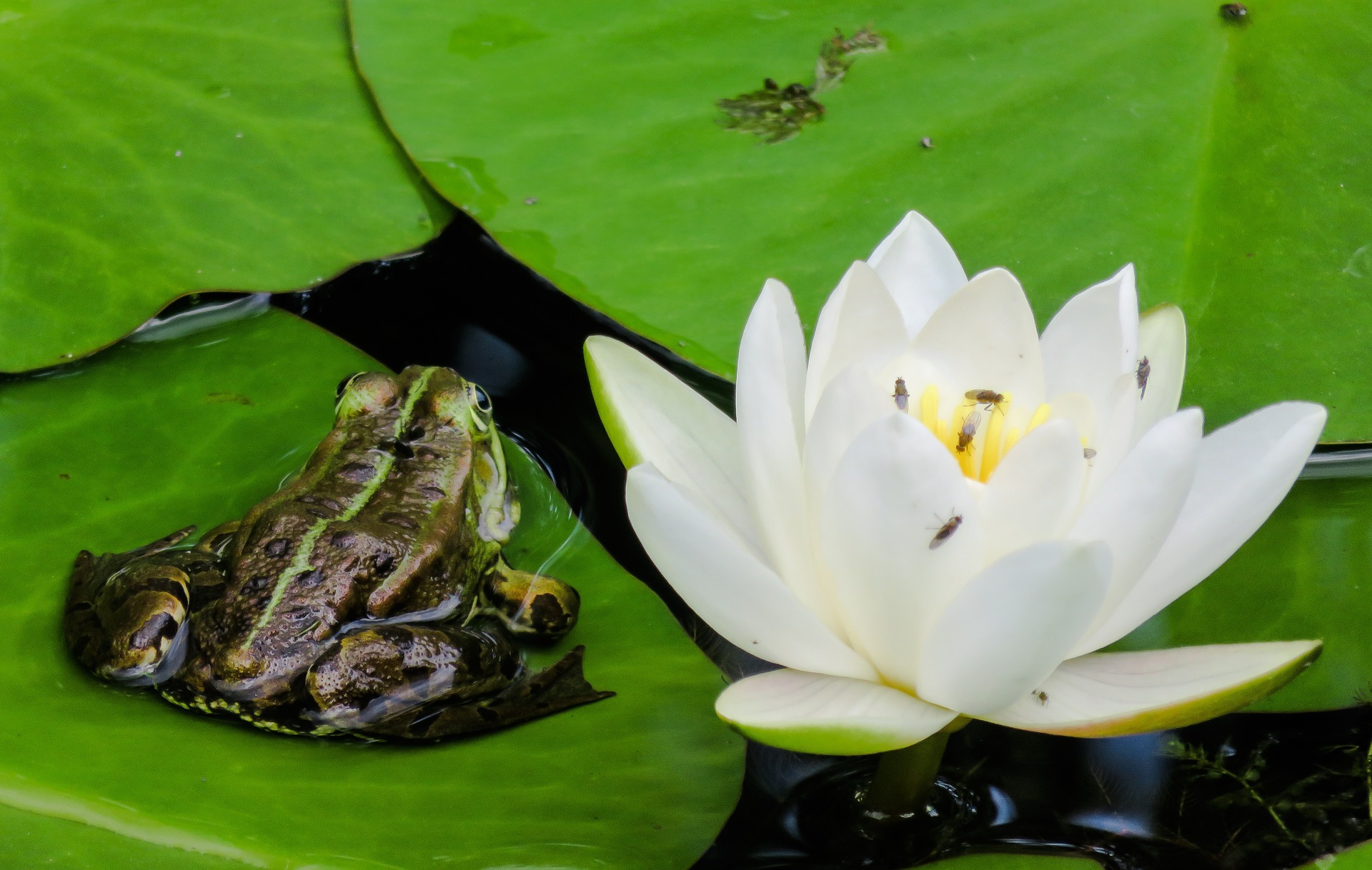 Frog in the pond photo