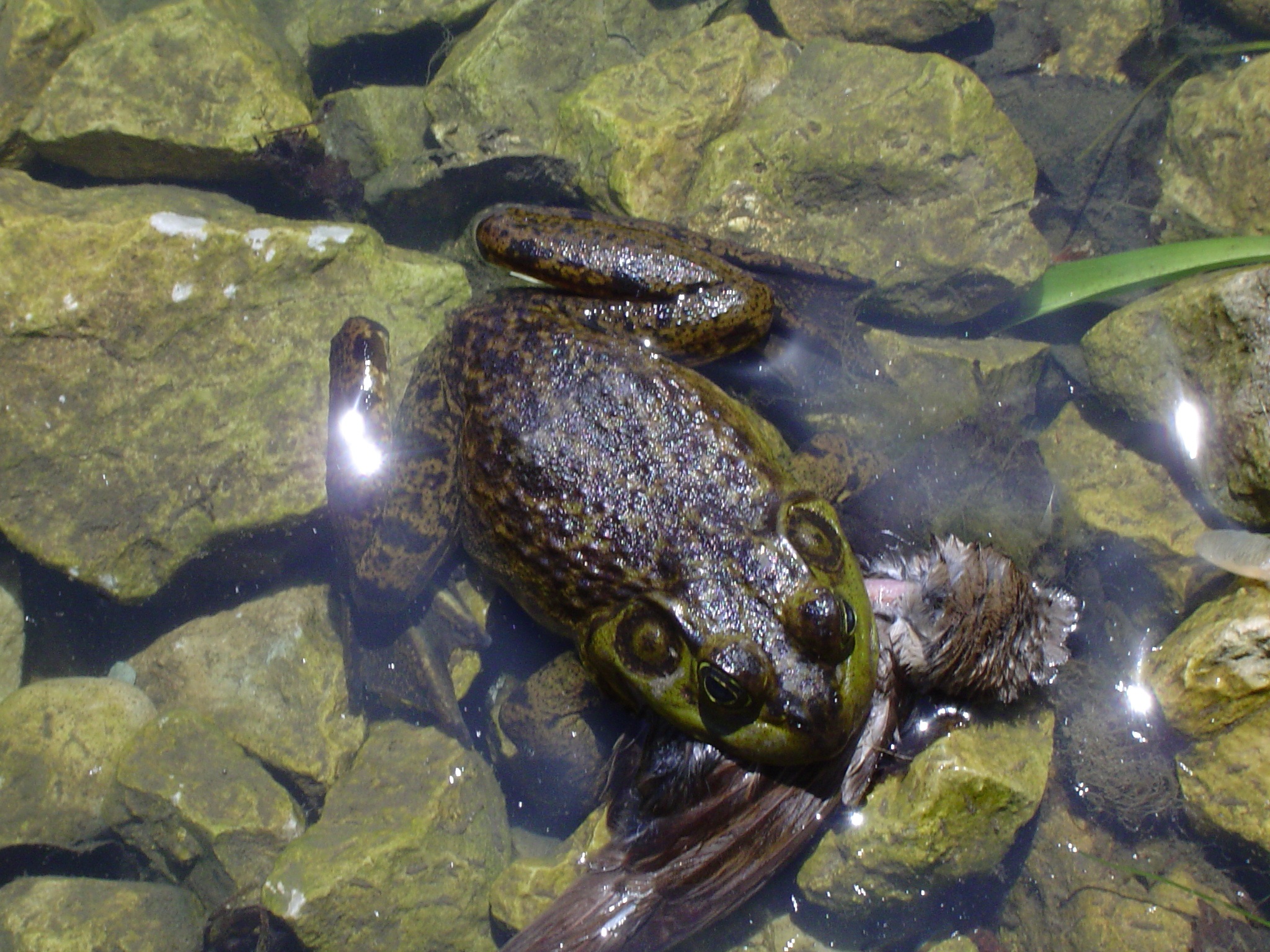 Frog in the water photo