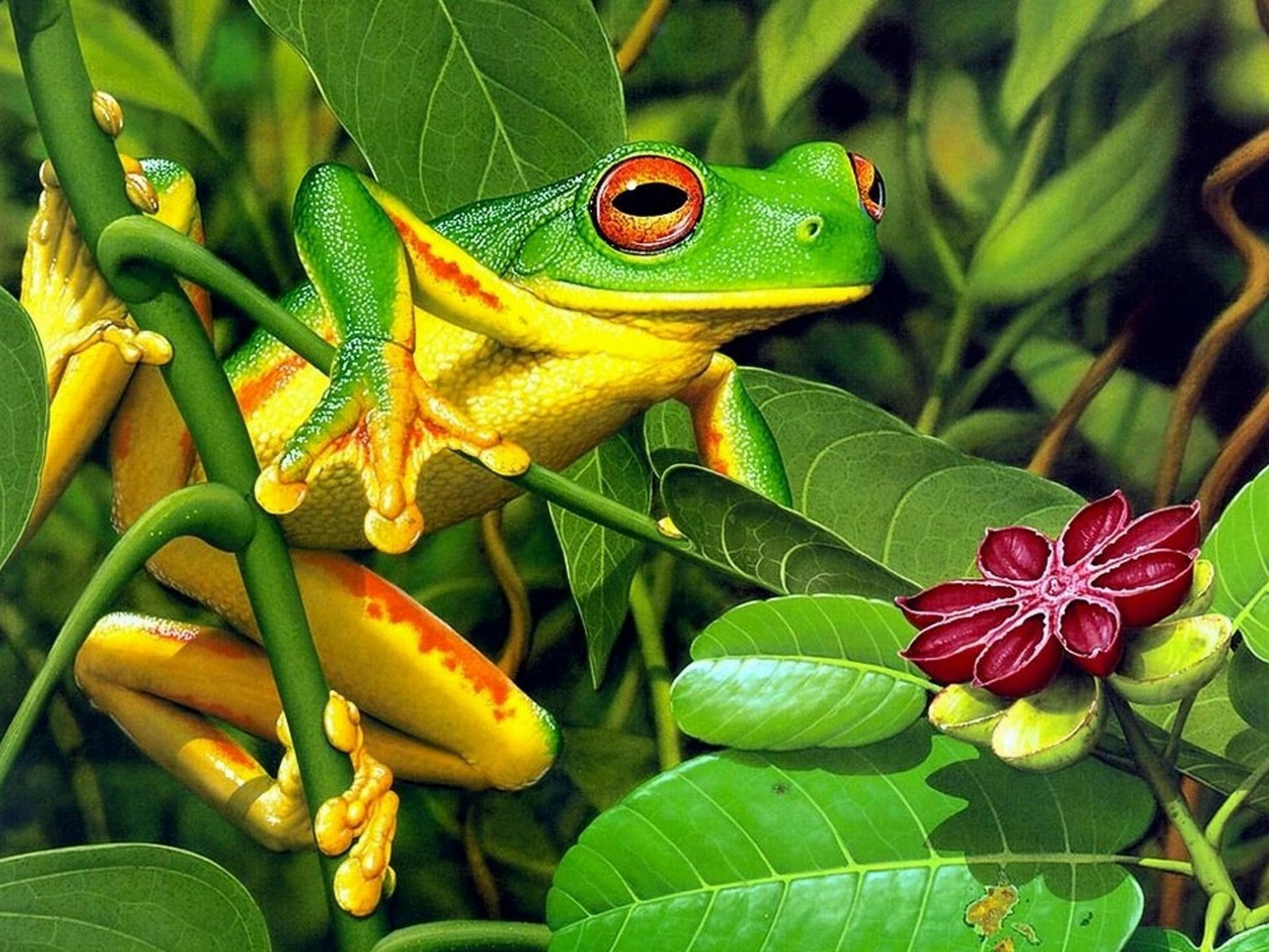 wallpaper frog, leaves, shrubs HD : Widescreen : High Definition ...