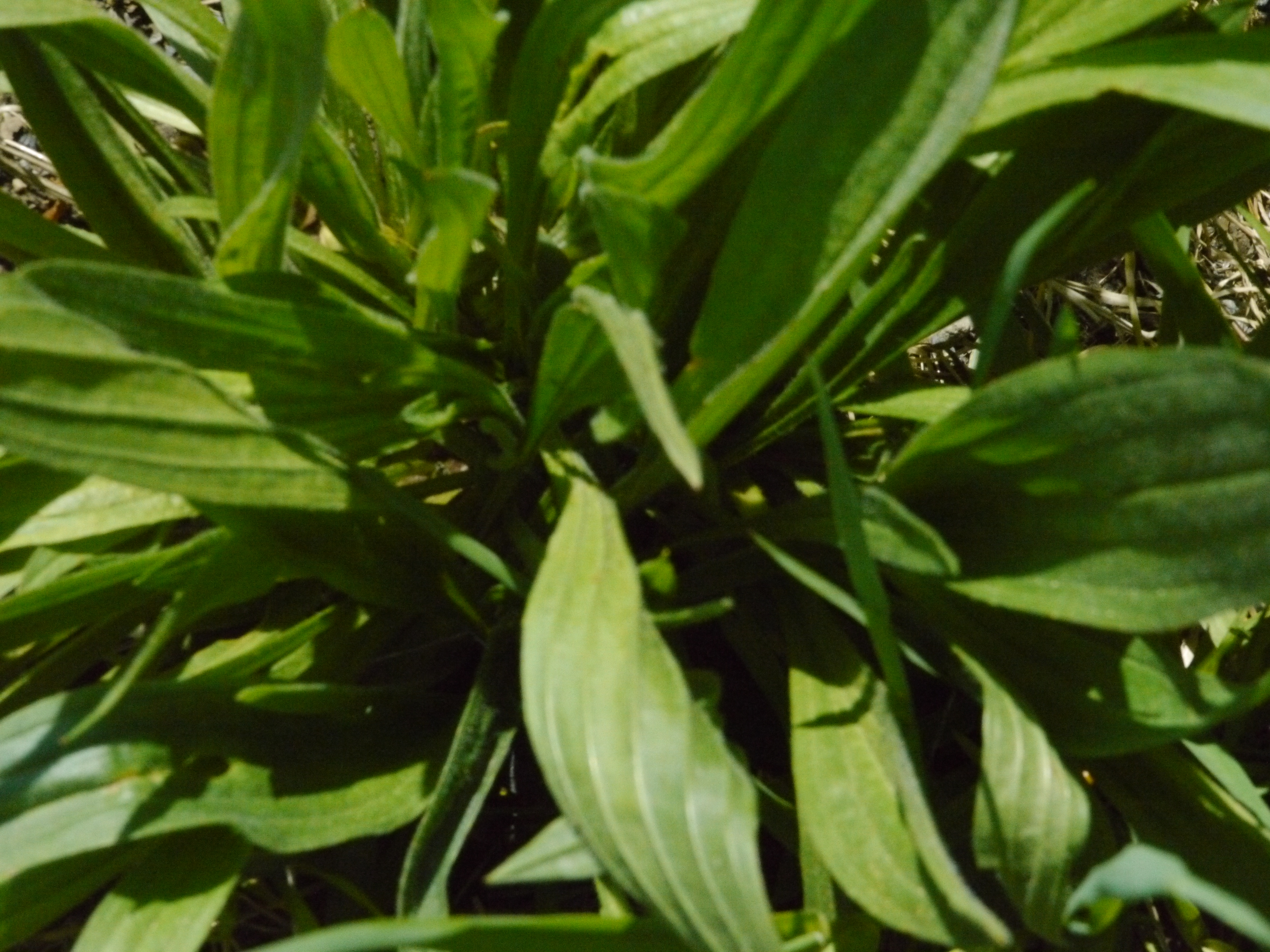 Frog Leaf / Plantain – Indigenous Plant Diva