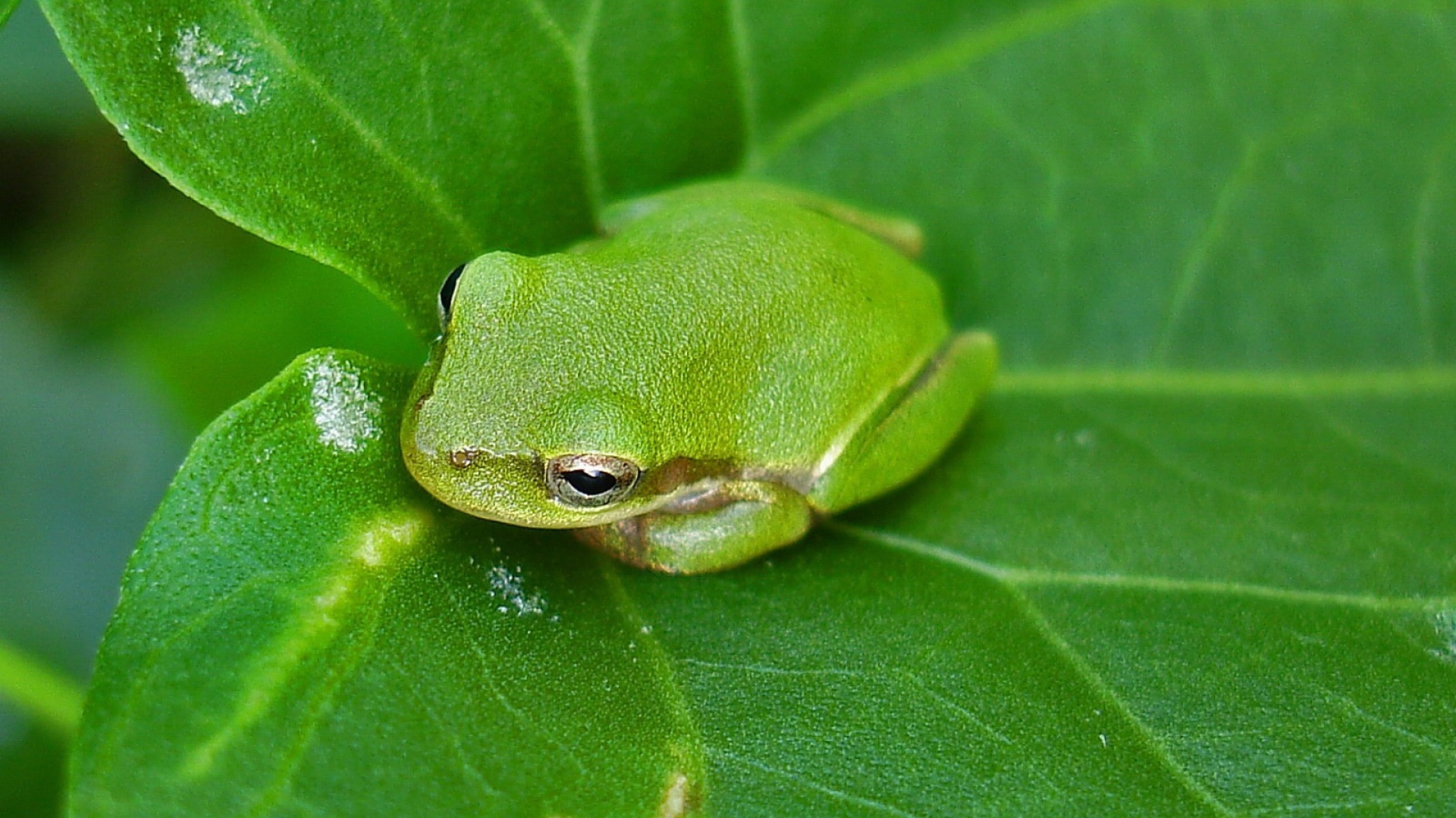 Download Wallpaper 1920x1080 frog, leaf, surface, reptile Full HD ...