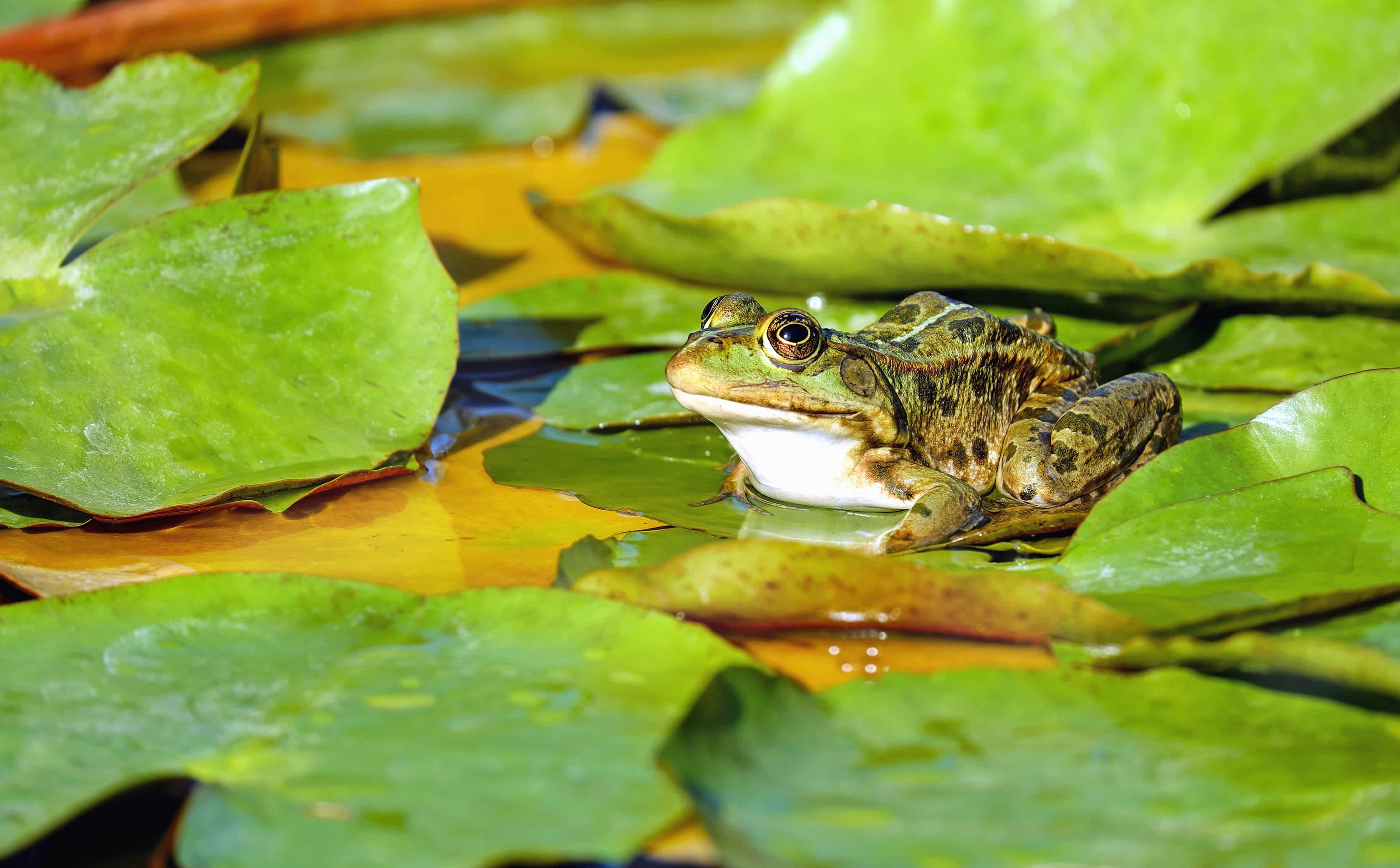 Free picture: water, frog, leaf, nature, green leaves, amphibian