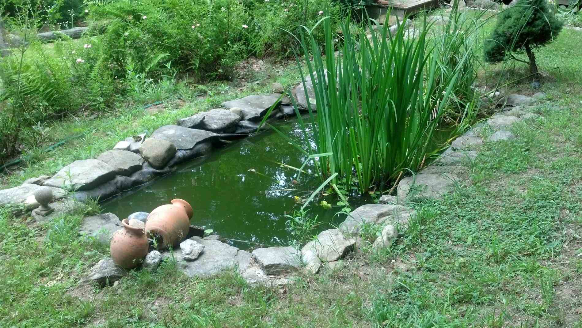 Koi Pond Frog | Hardscaping Backyard Pond