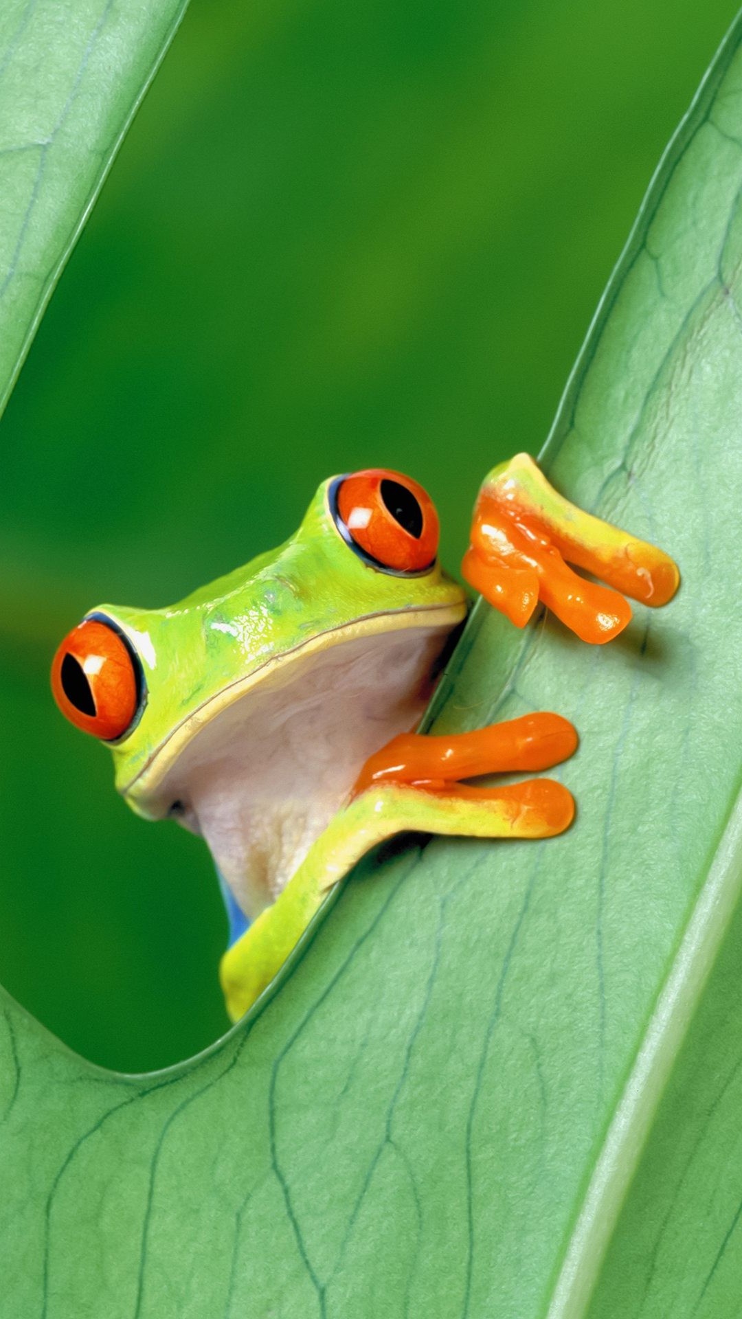 portrait Display, Nature, Animals, Frog, Red Eyed Tree Frogs, Leaves ...