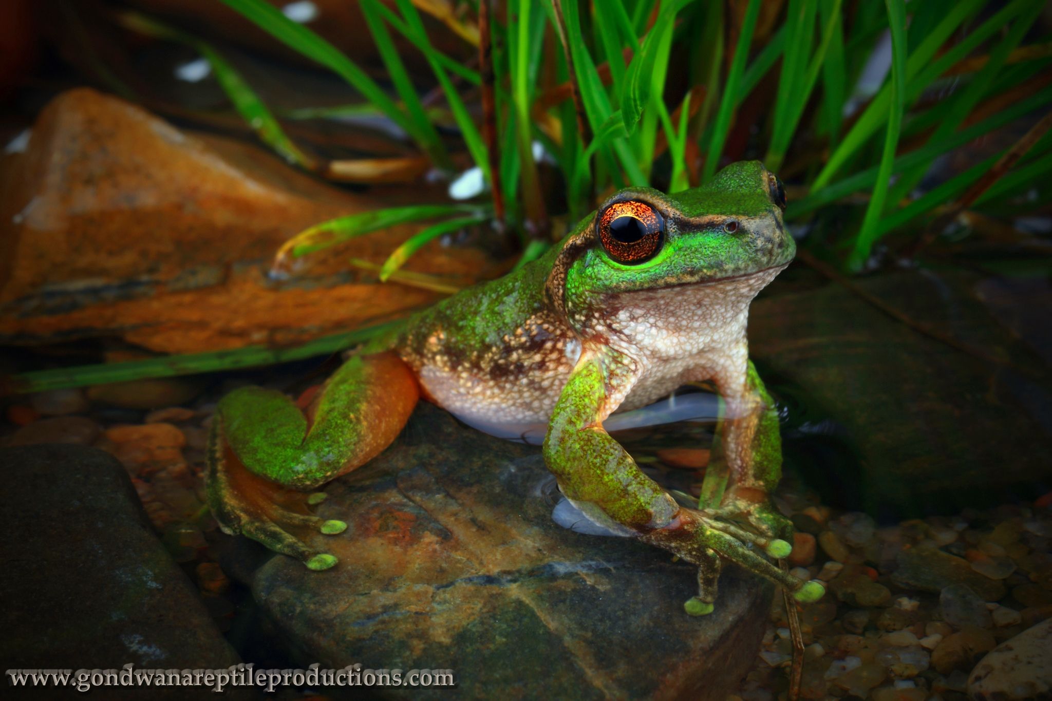 Spotted Tree Frog portrait. | Tree frogs and Frogs