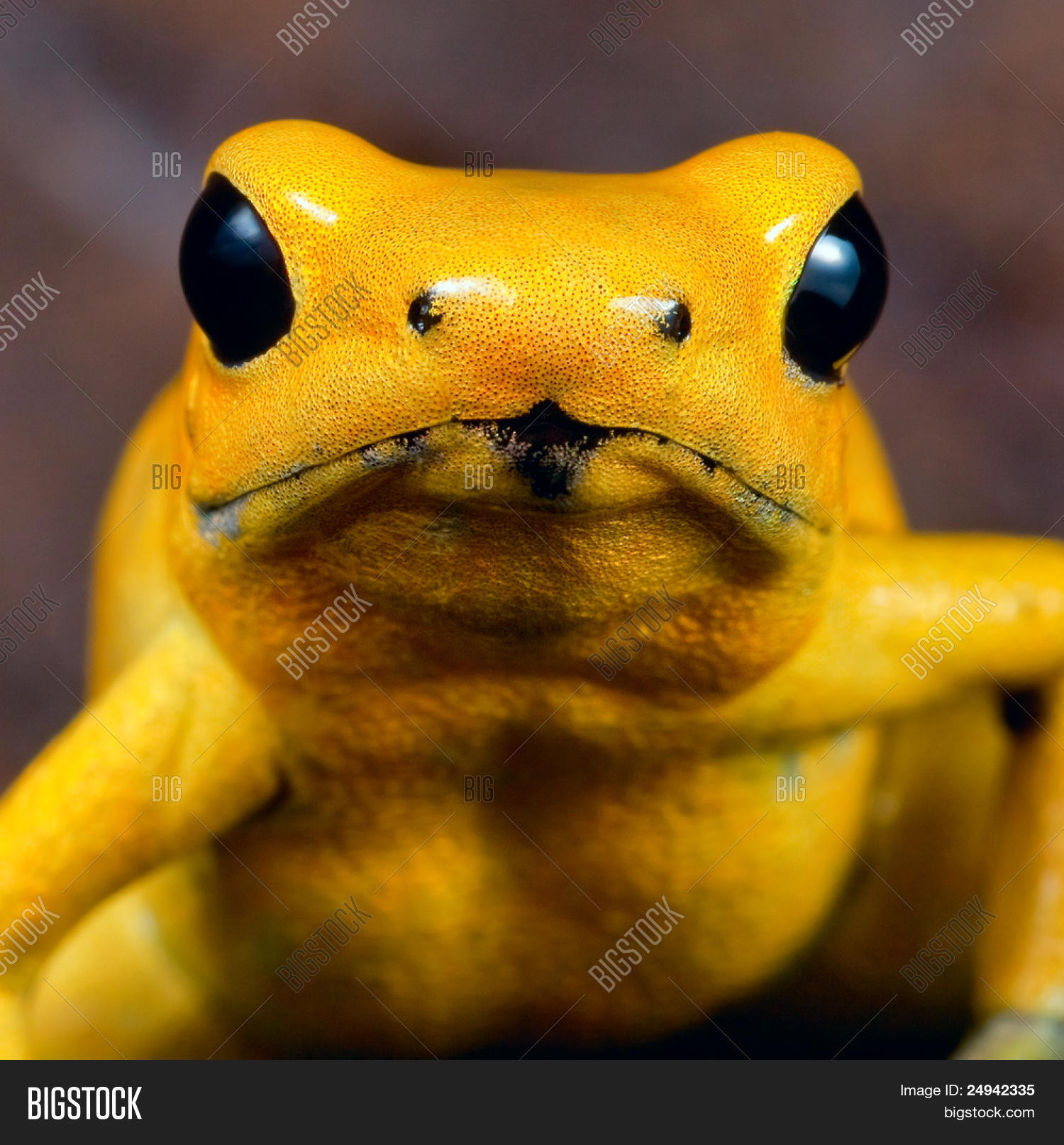Poison Dart Frog Portrait Image & Photo | Bigstock