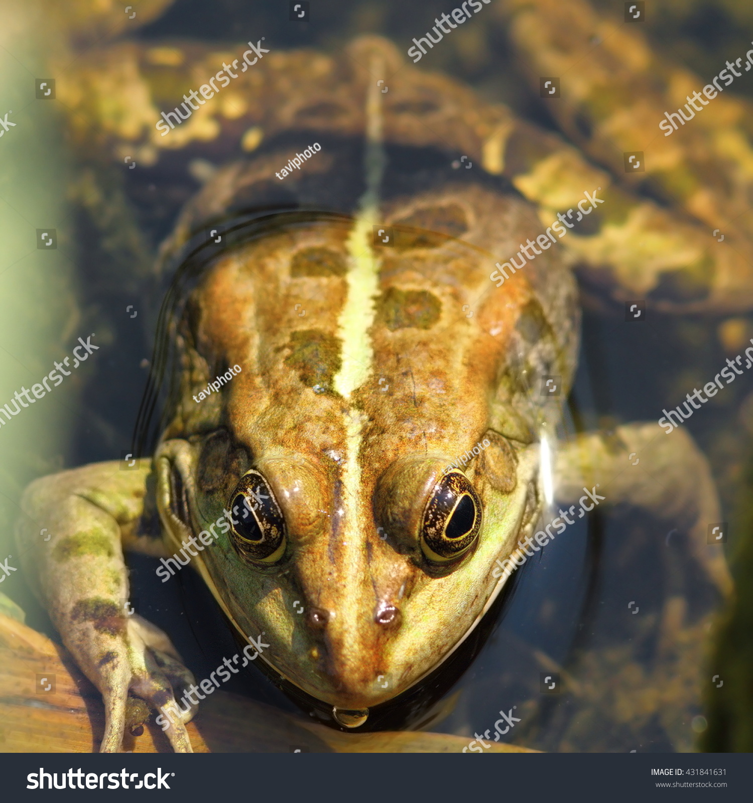 Portrait Edible Frog Standing Water Pelophylax Stock Photo 431841631 ...