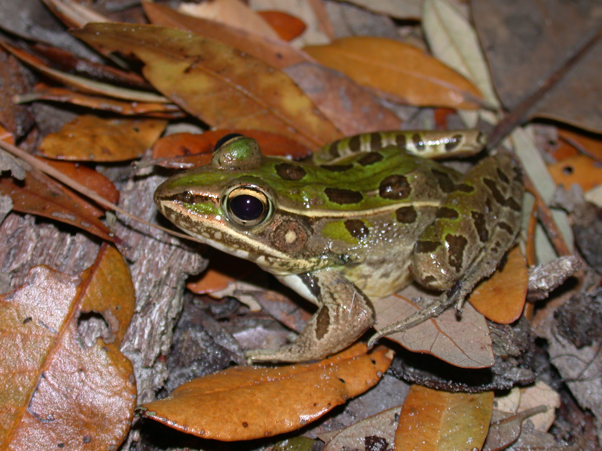 Frog Friday: Leave Your Leaves | VDGIF Blog