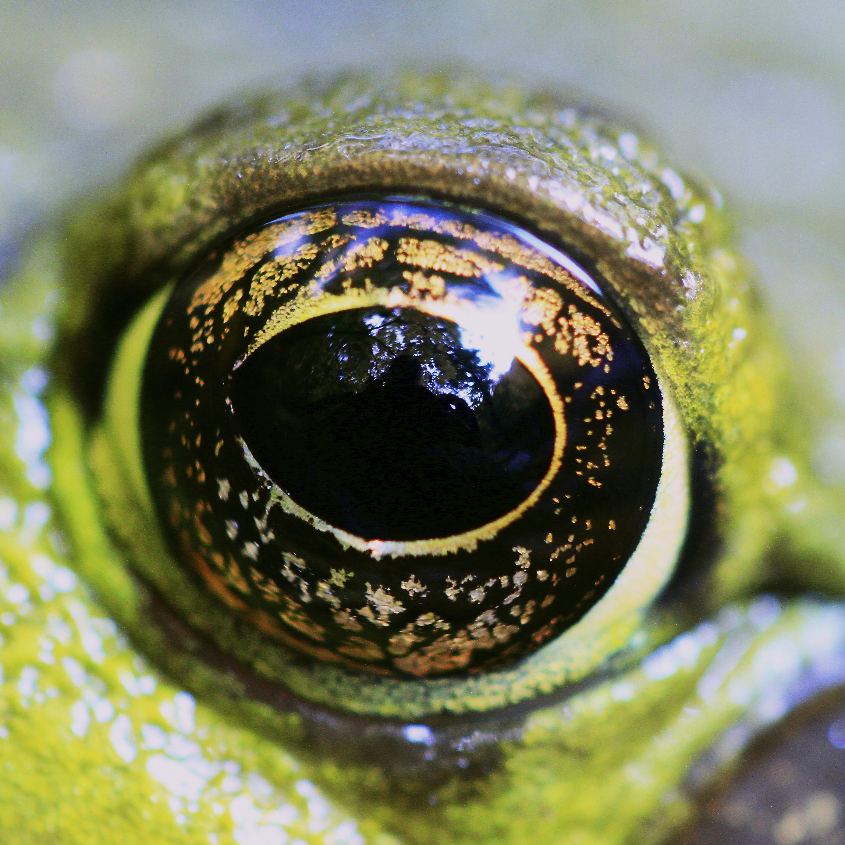 frog | Snapshots For Sore Eyes