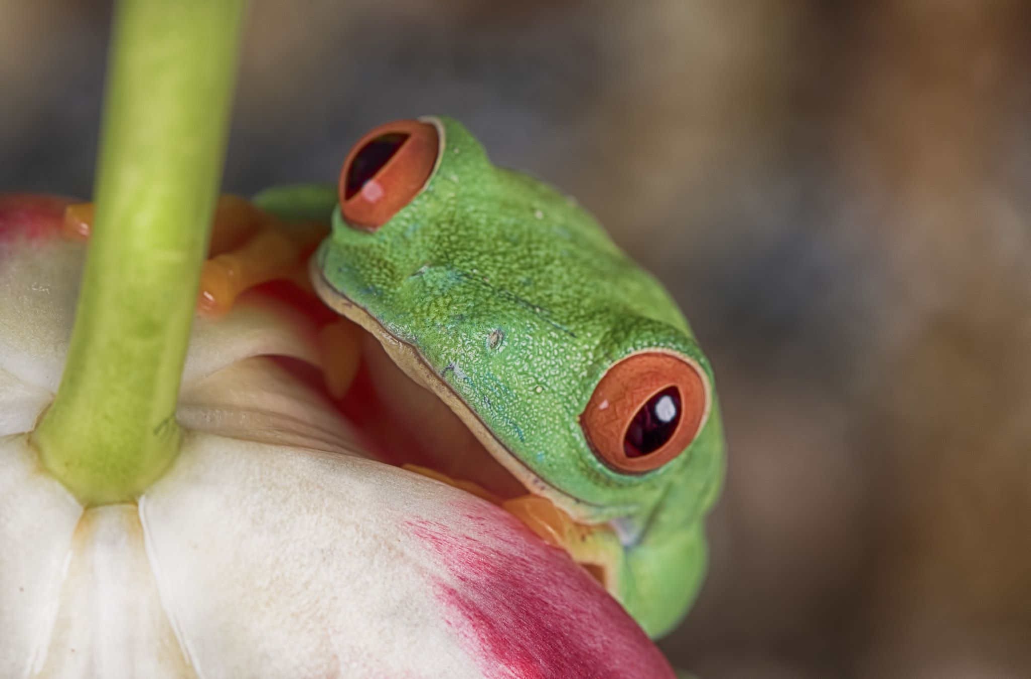 Red eye - Stunning little red eye tree frog up Close | Tree frogs ...