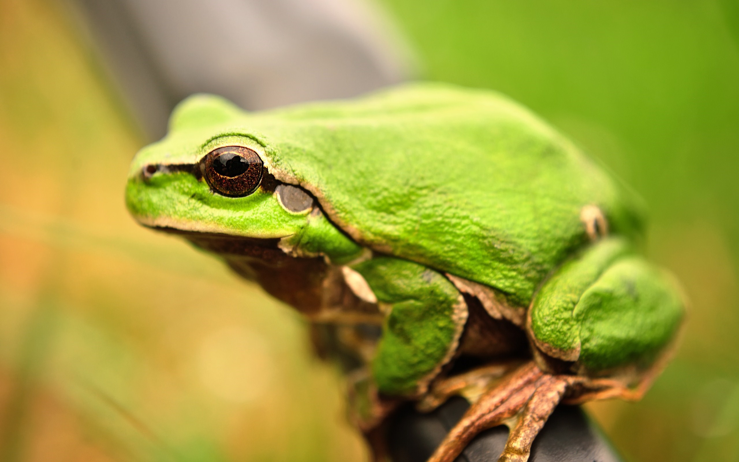 Green Frog Close-Up Nature #7027899