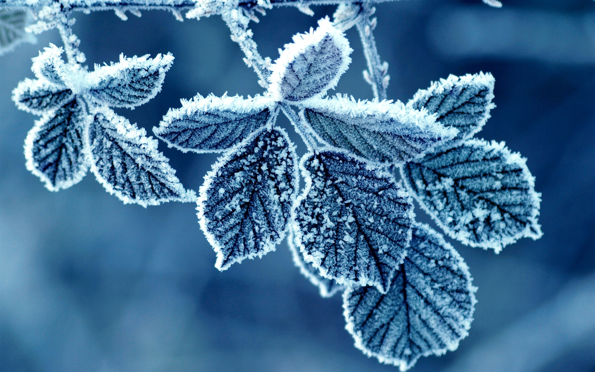 Frost on Leaves HD Wallpaper, Background Images