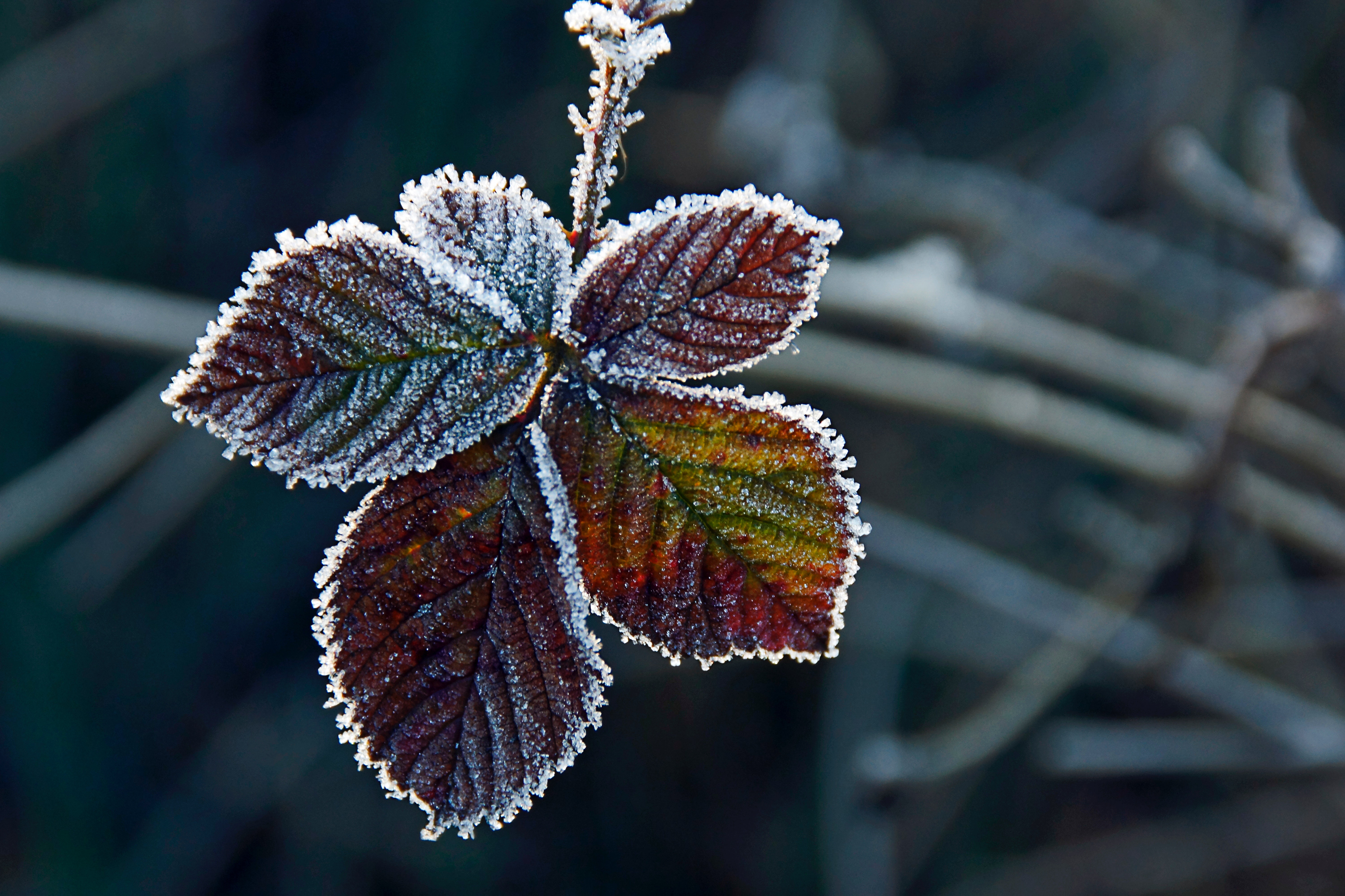 Free stock photo of frame, frost, leaf