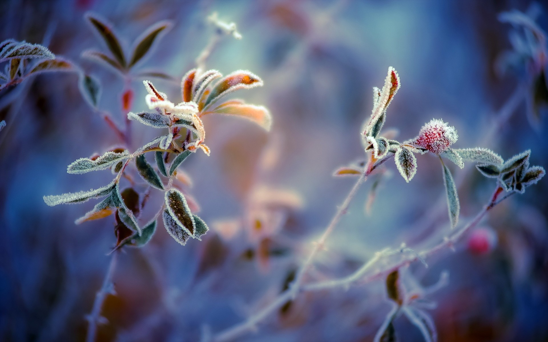 Leaves: Macro Leaf Leaves Frost Plants Nature Phone Wallpapers Hd ...