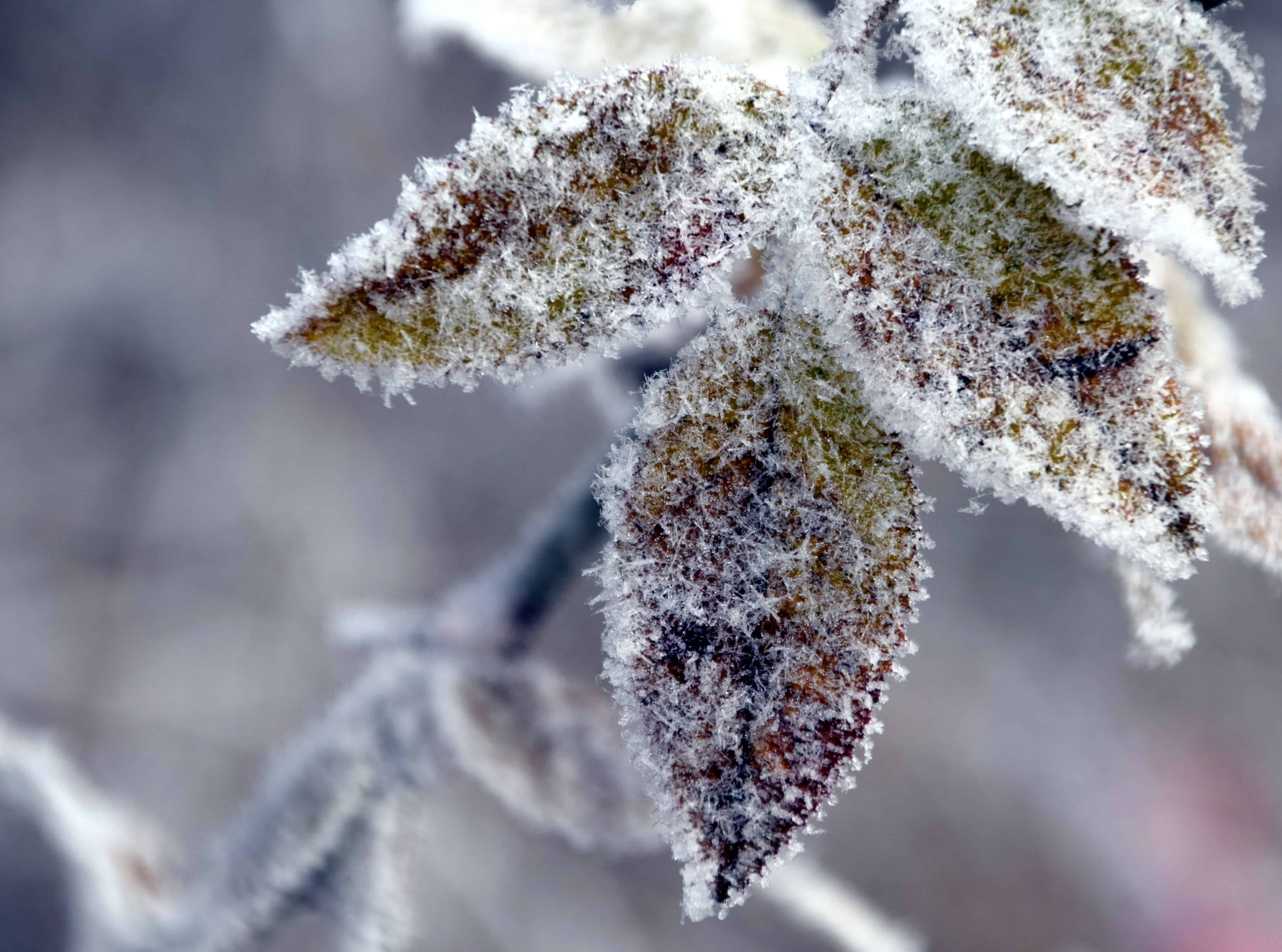 Free picture: winter, nature, leaf, frost, tree, branch, snow
