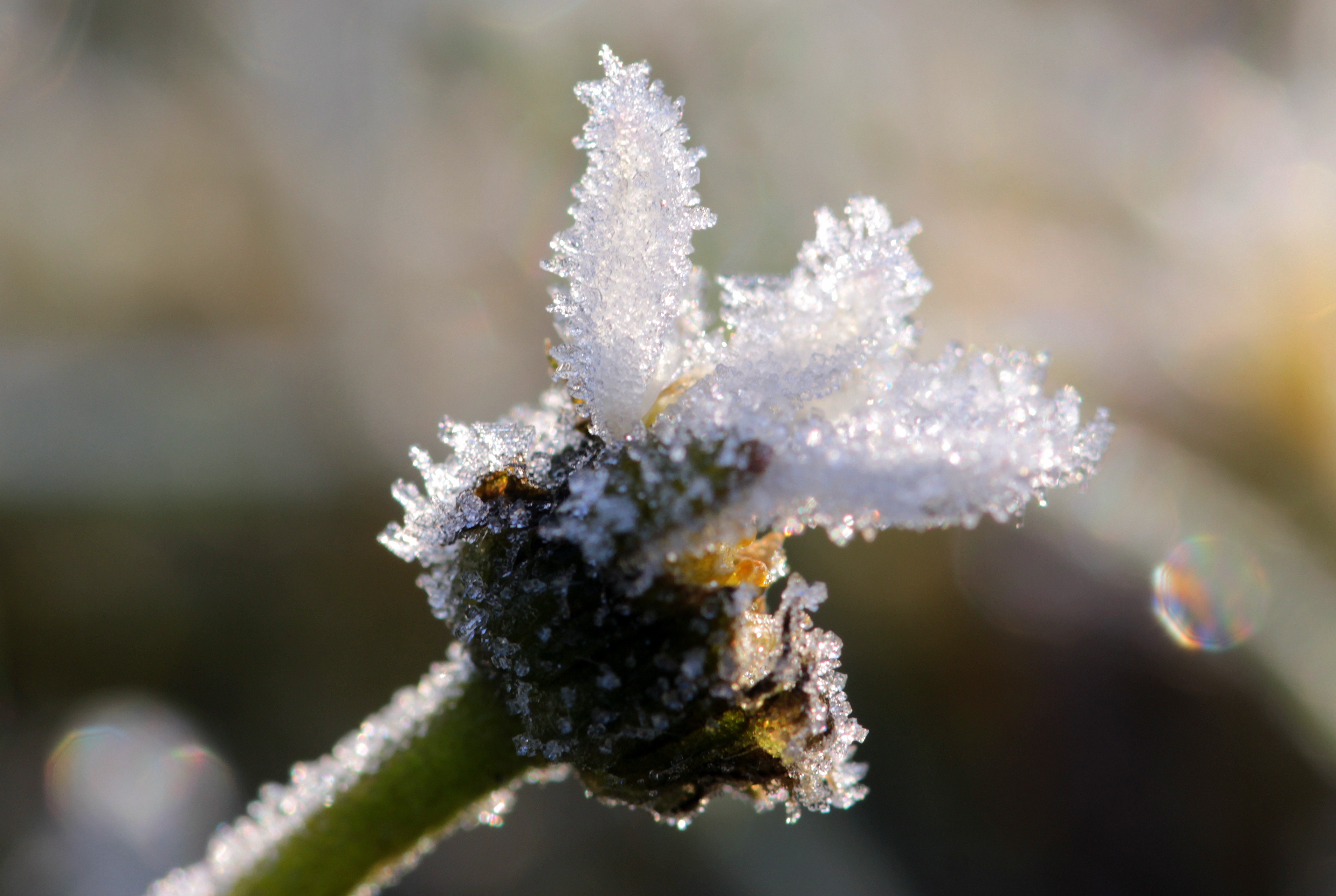 Frost on daisy photo