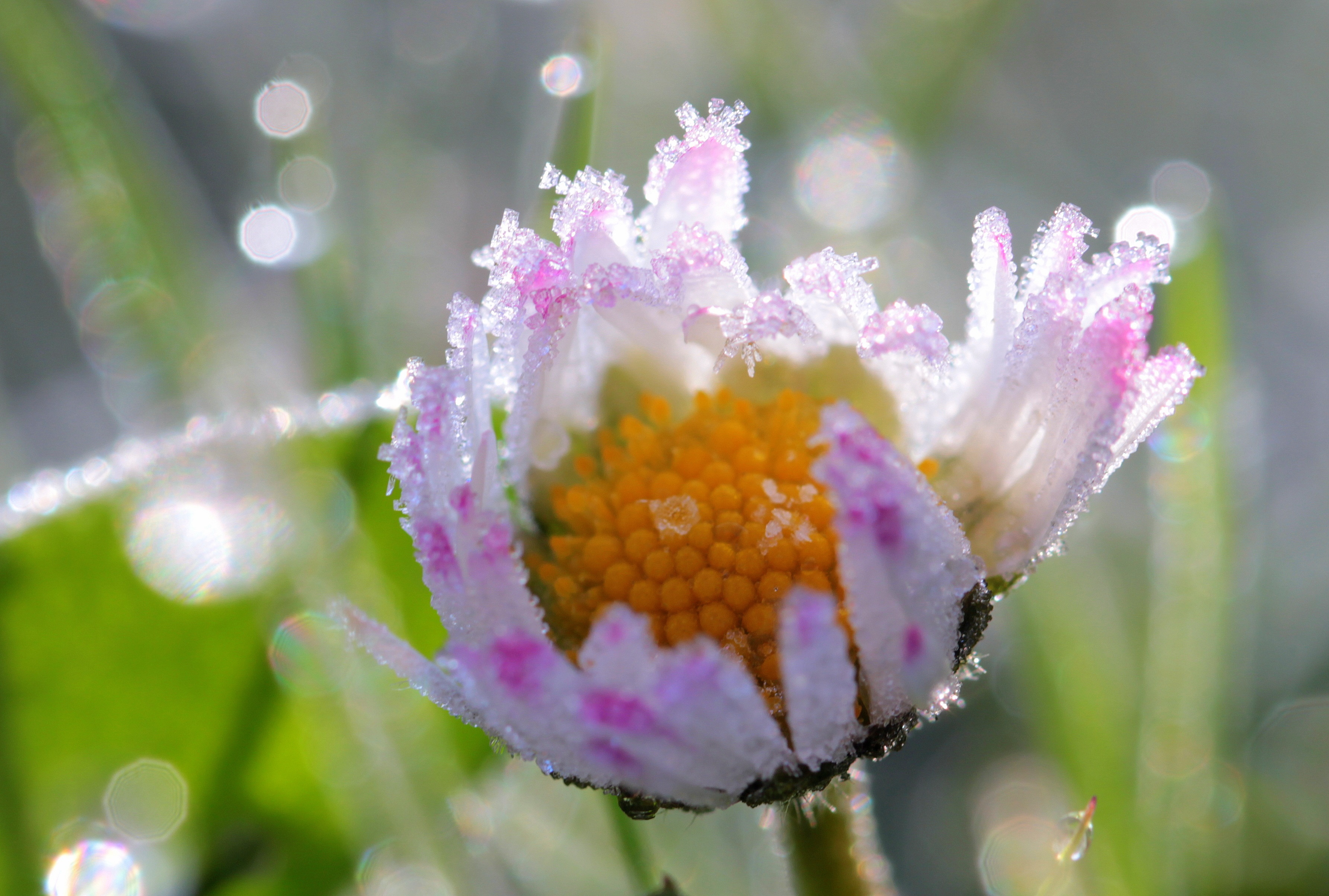 Frost on daisy photo