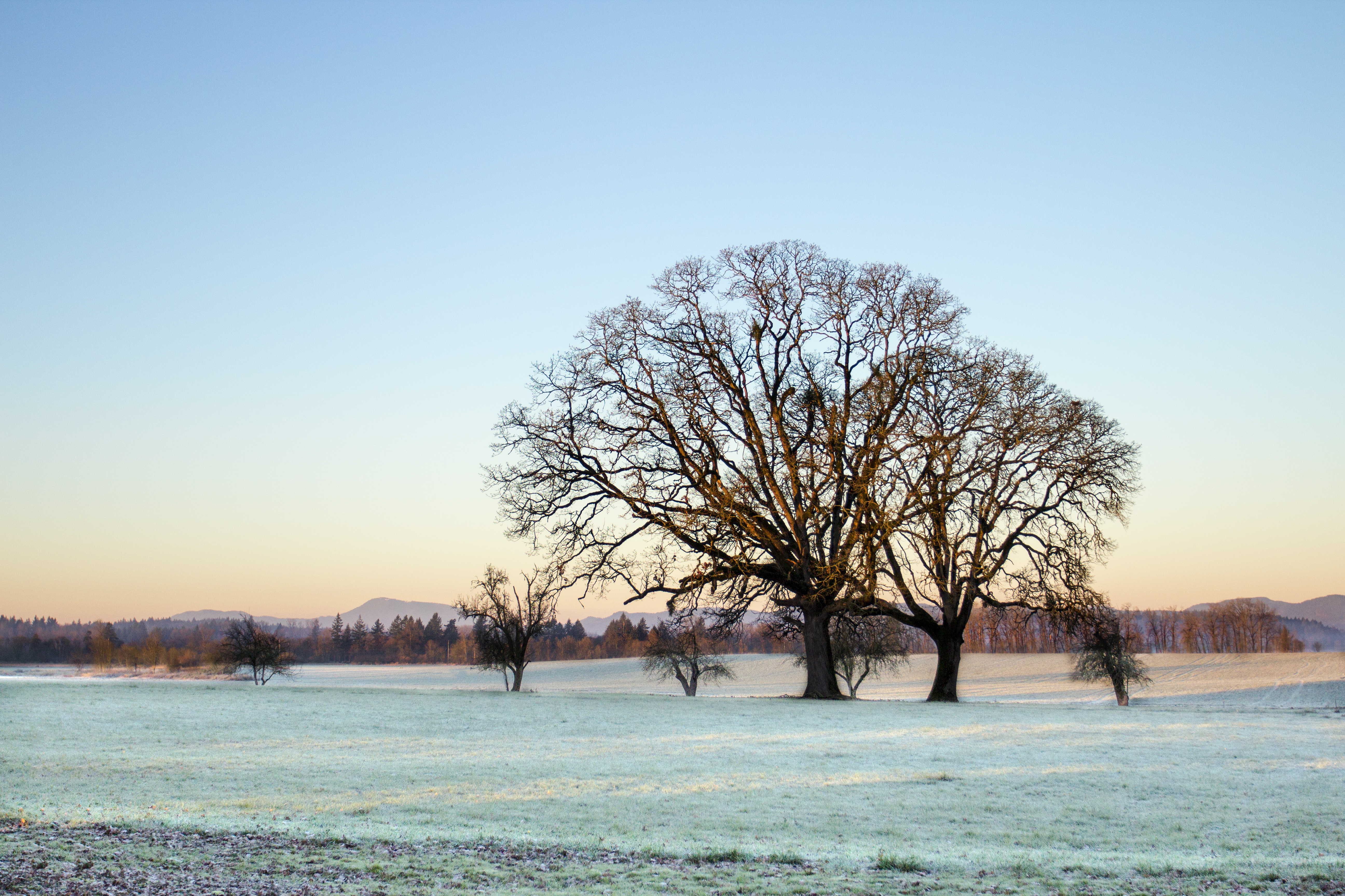 Frost on field, Field, Forest, Frost, Grass, HQ Photo