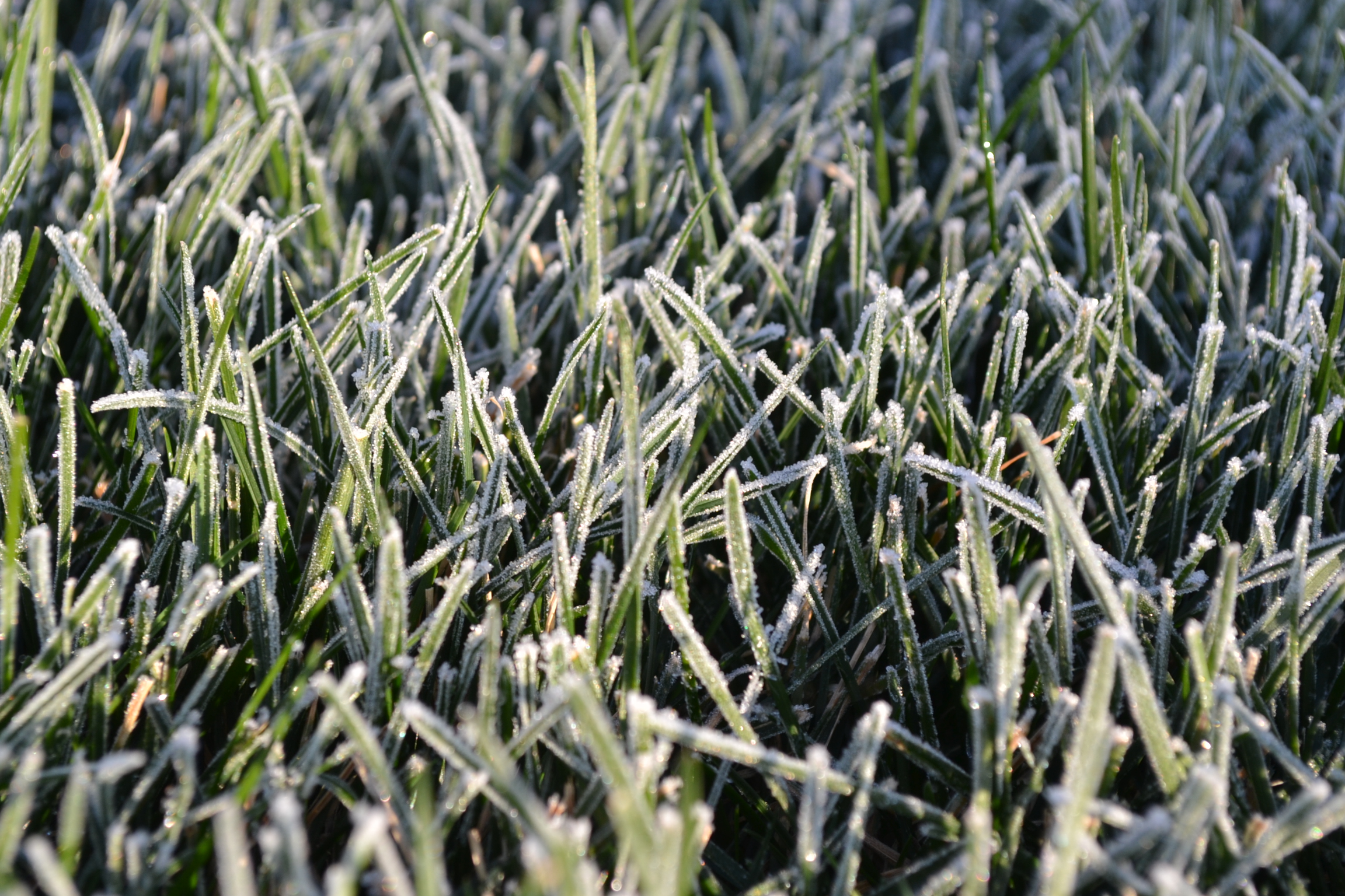 Frost on grass photo