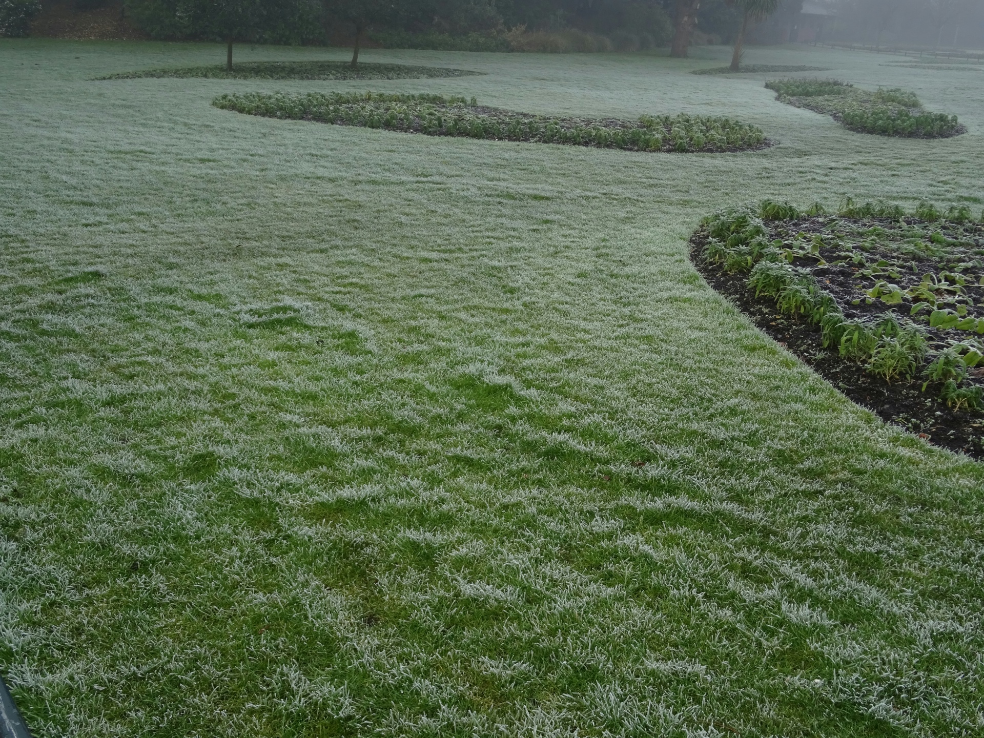 Frost on grass photo
