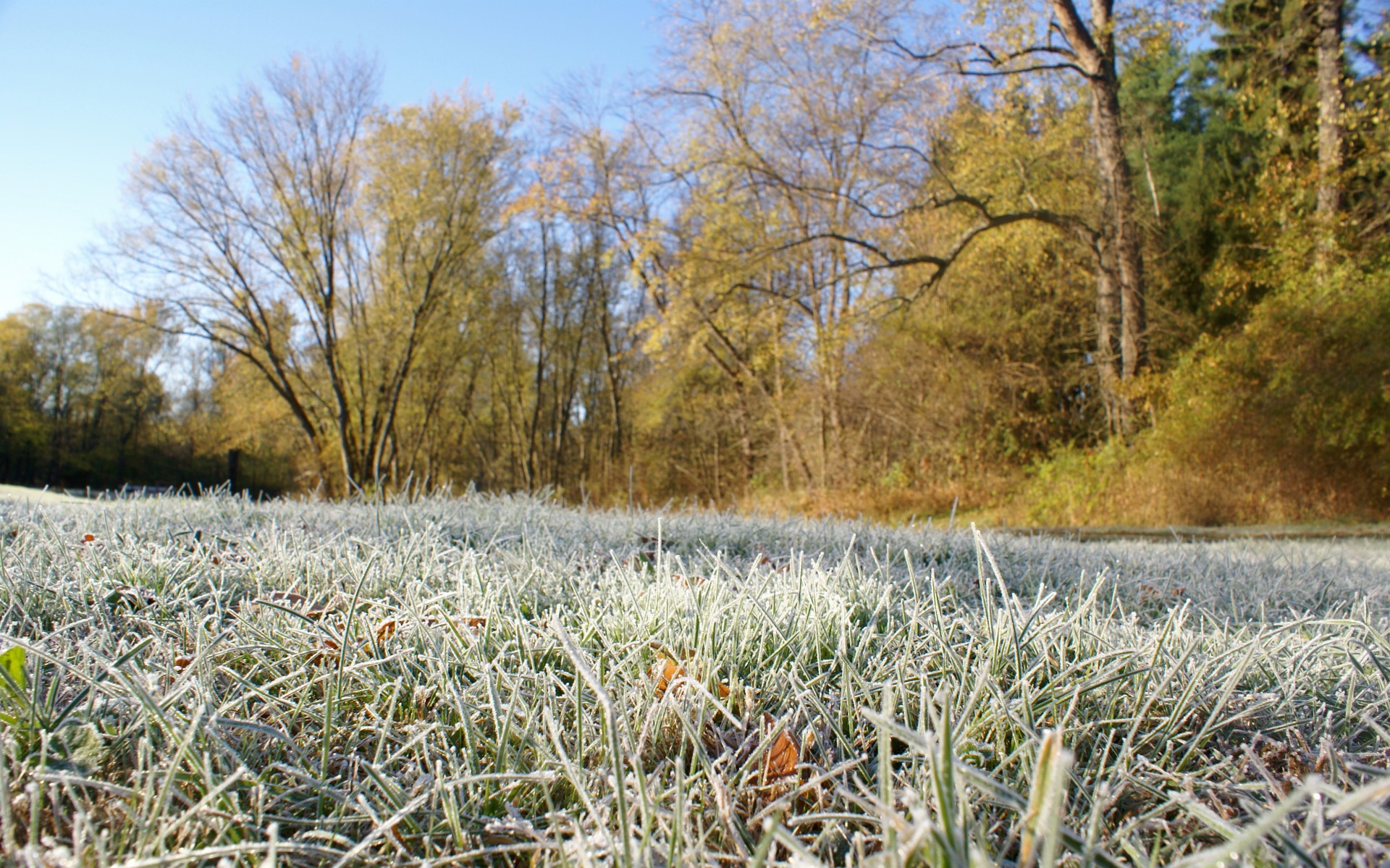 Morning Frost On Grass Free Stock Photo - Public Domain Pictures