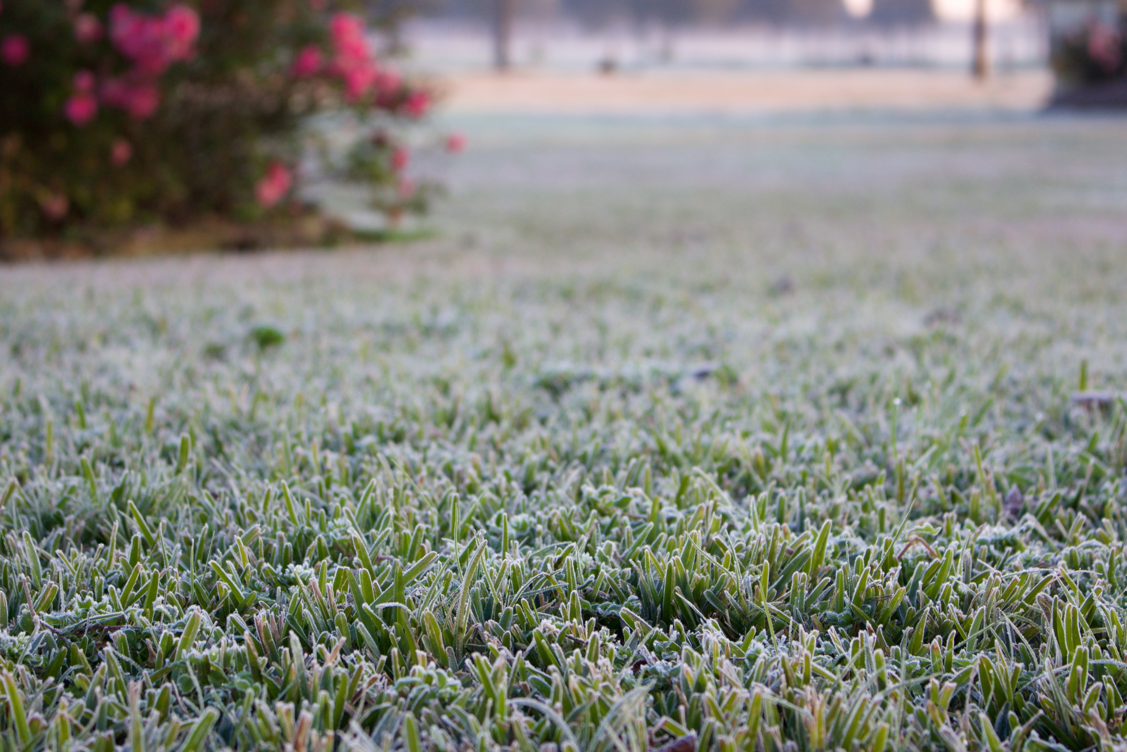 2015-01-16 Early Morning Frost 01 – Murff Turf Farm