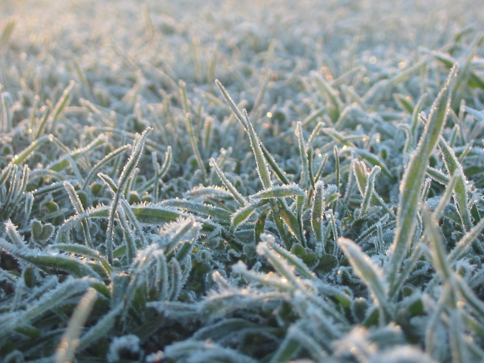 Frost On Grass HD Wallpaper, Background Images