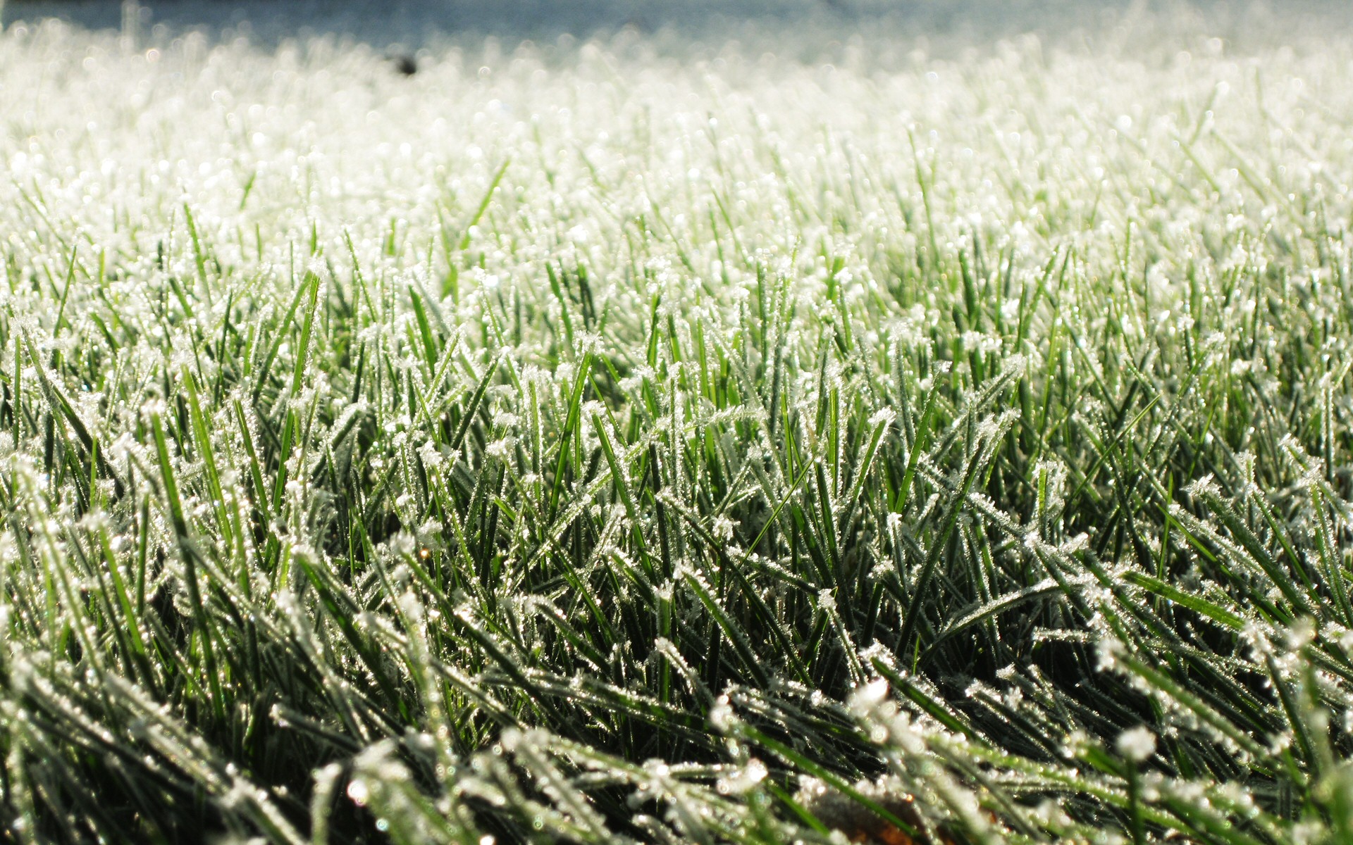 Frost On Grass HD Wallpaper, Background Images