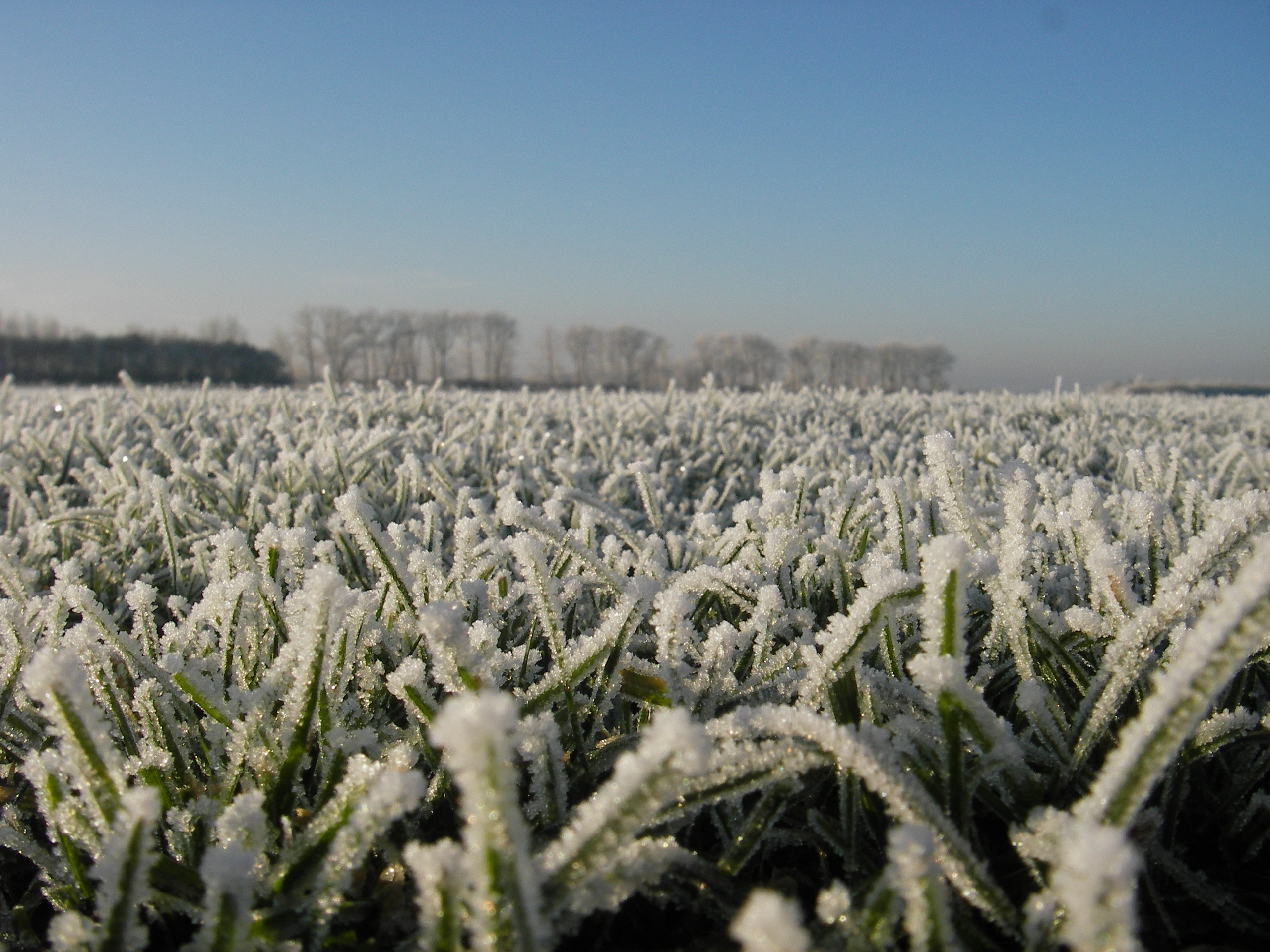 Jack Frost on the Lawn | Qlawns Blog